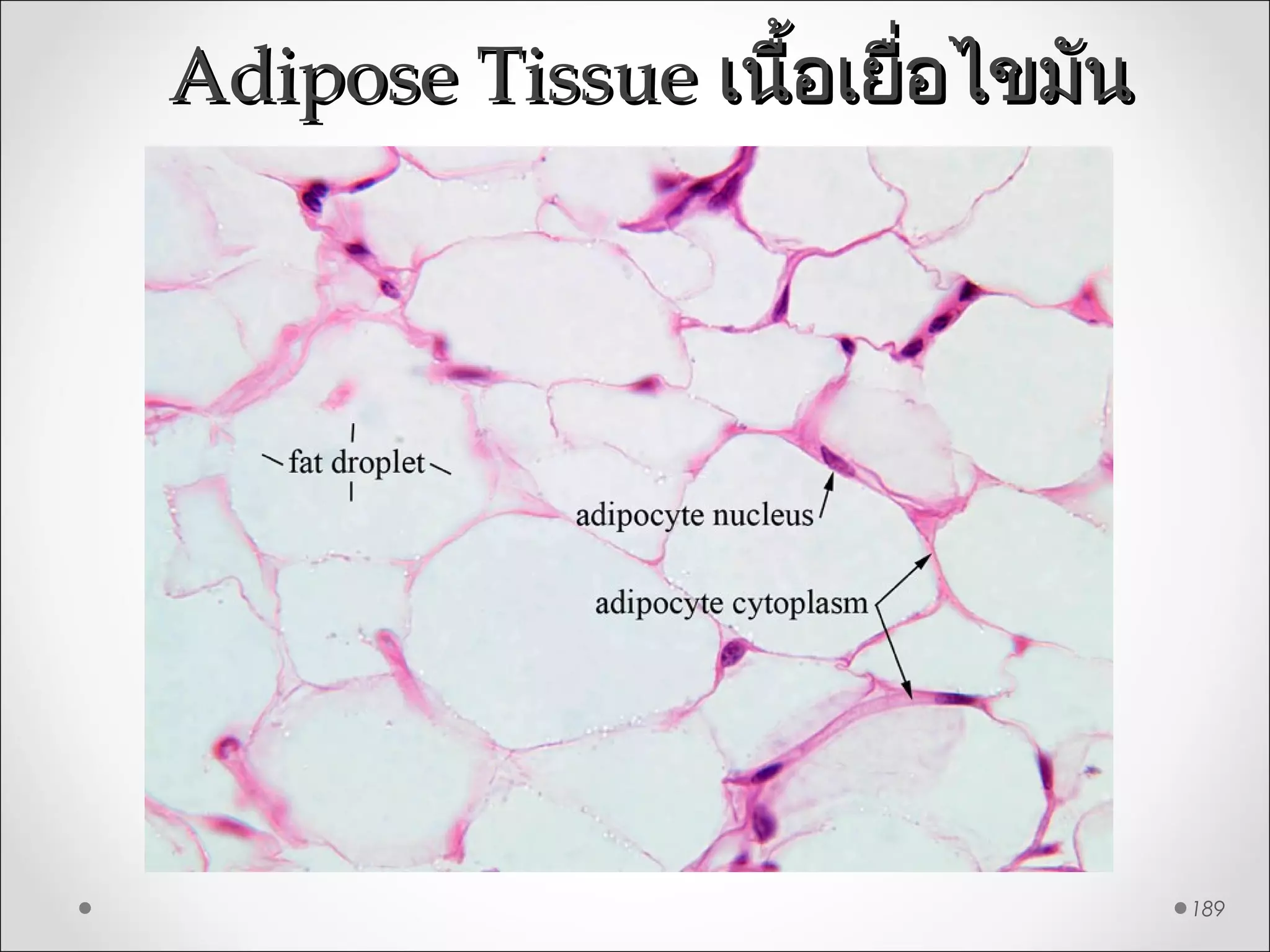 Adipose TissueAdipose Tissue เนื้อเยื่อไขมันเนื้อเยื่อไขมัน
189
 