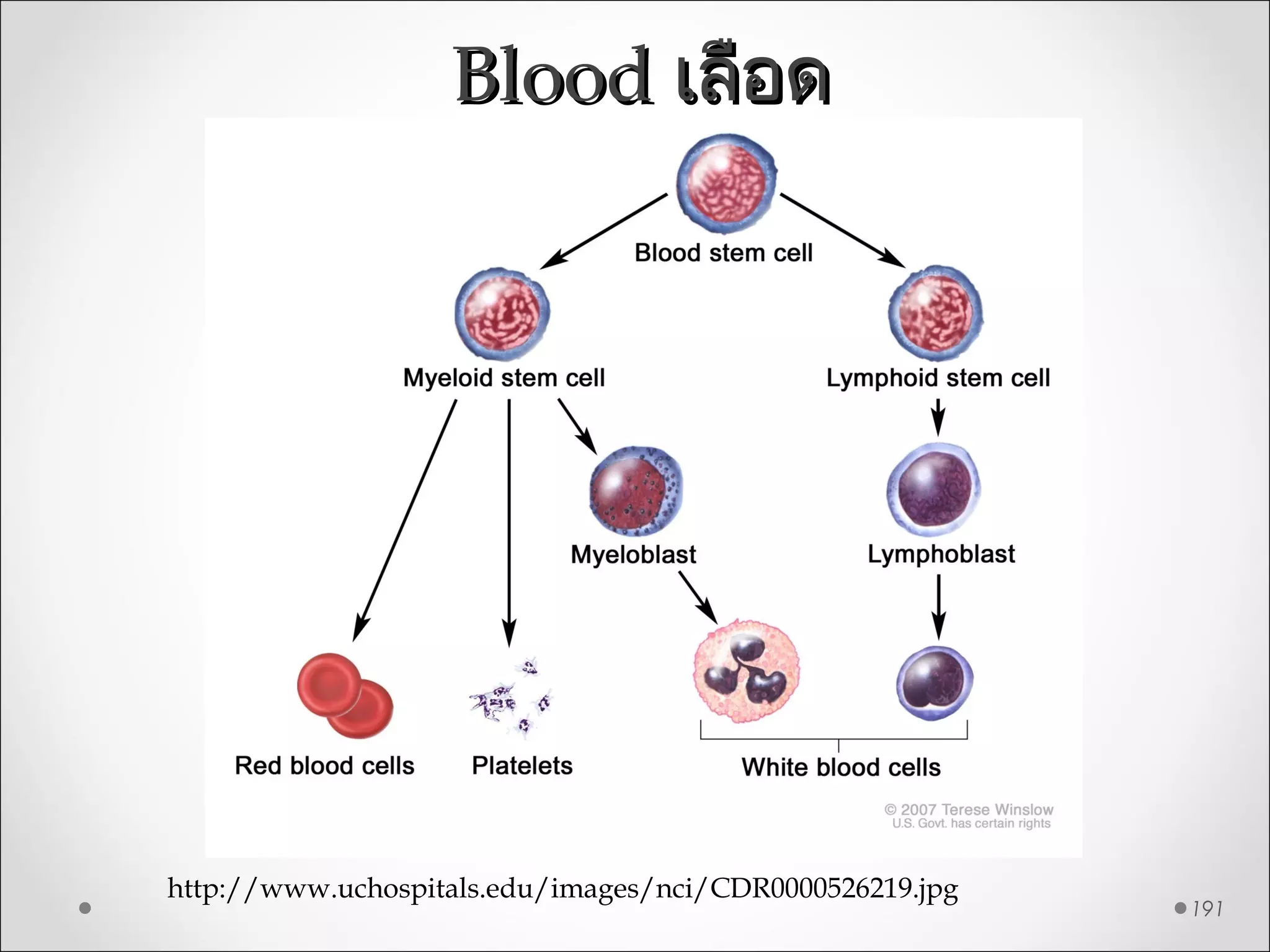 BloodBlood เลือดเลือด
191
http://www.uchospitals.edu/images/nci/CDR0000526219.jpg
 
