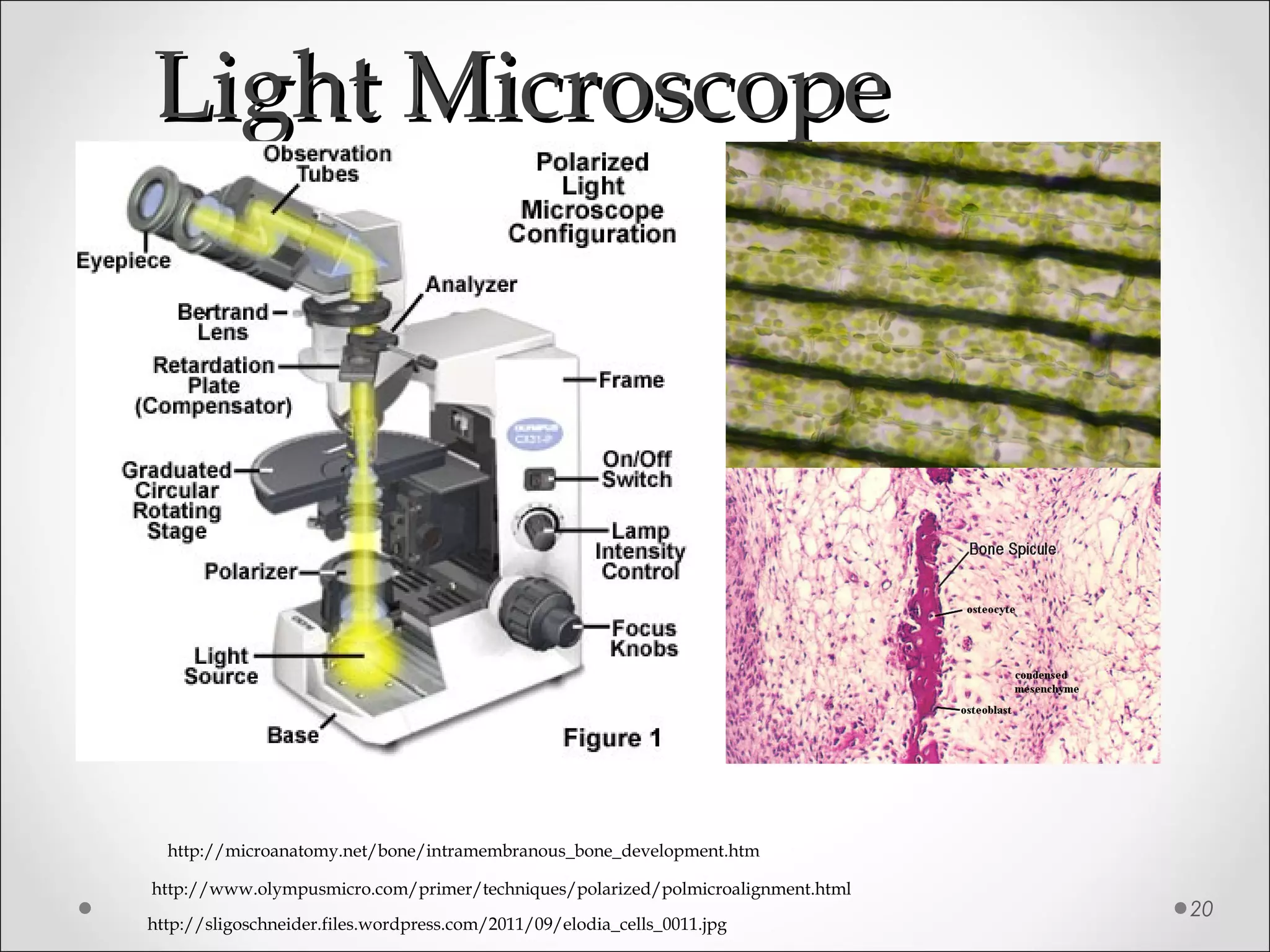 Light MicroscopeLight Microscope
20
http://www.olympusmicro.com/primer/techniques/polarized/polmicroalignment.html
http://sligoschneider.files.wordpress.com/2011/09/elodia_cells_0011.jpg
http://microanatomy.net/bone/intramembranous_bone_development.htm
 