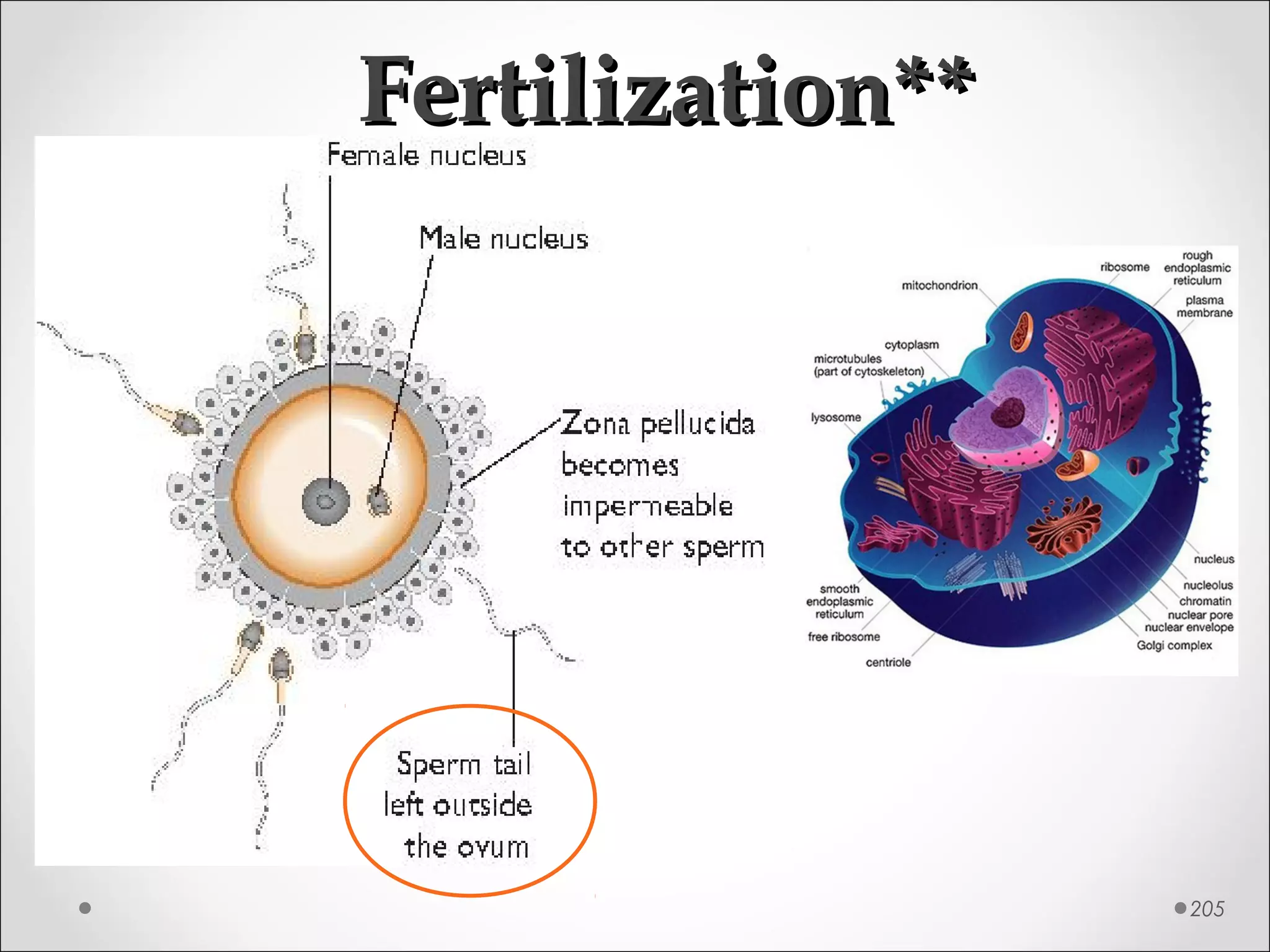 Fertilization**Fertilization**
205
 