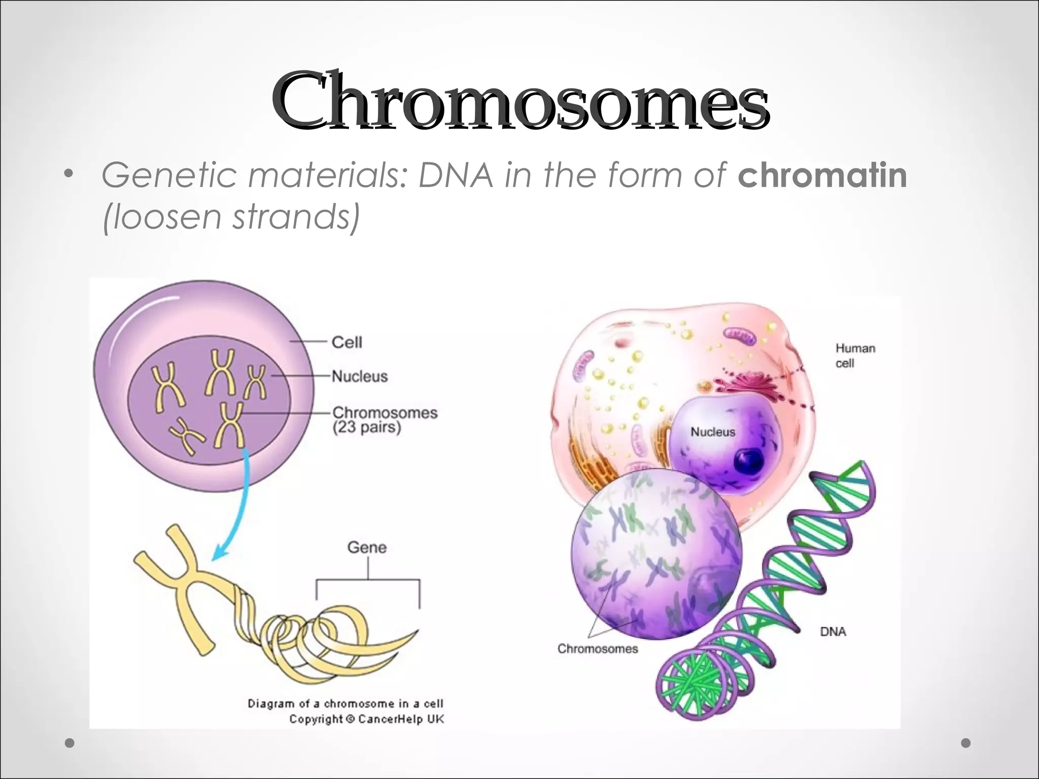 ChromosomesChromosomes
• Genetic materials: DNA in the form of chromatin
(loosen strands)
 