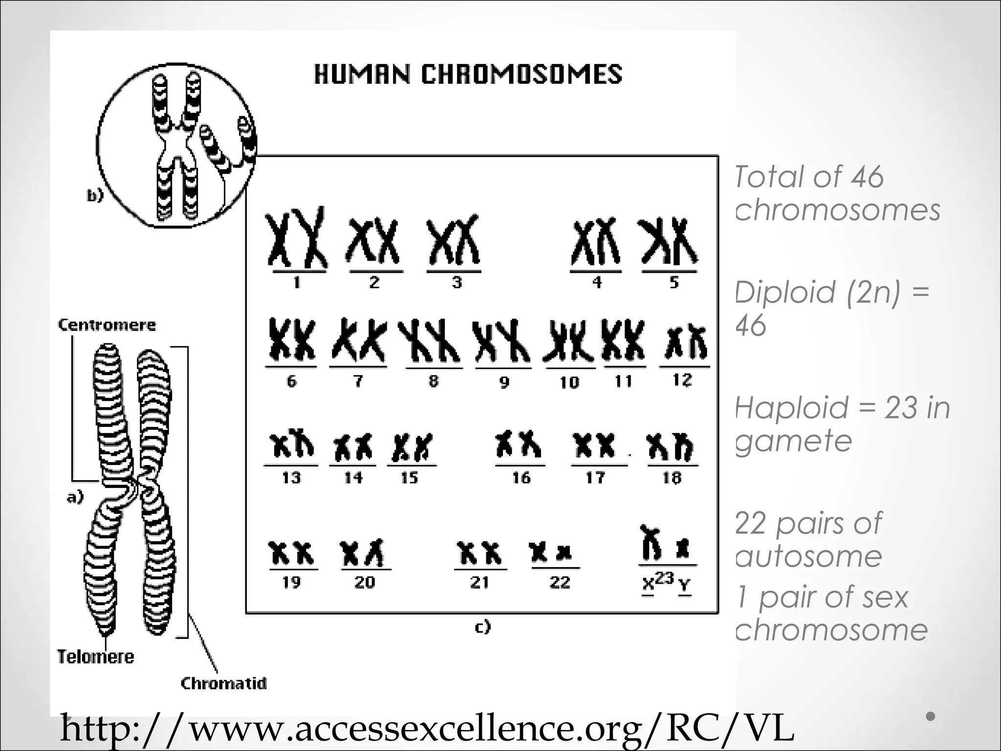 • Total of 46
chromosomes
• Diploid (2n) =
46
• Haploid = 23 in
gamete
• 22 pairs of
autosome
• 1 pair of sex
chromosome
http://www.accessexcellence.org/RC/VL
 