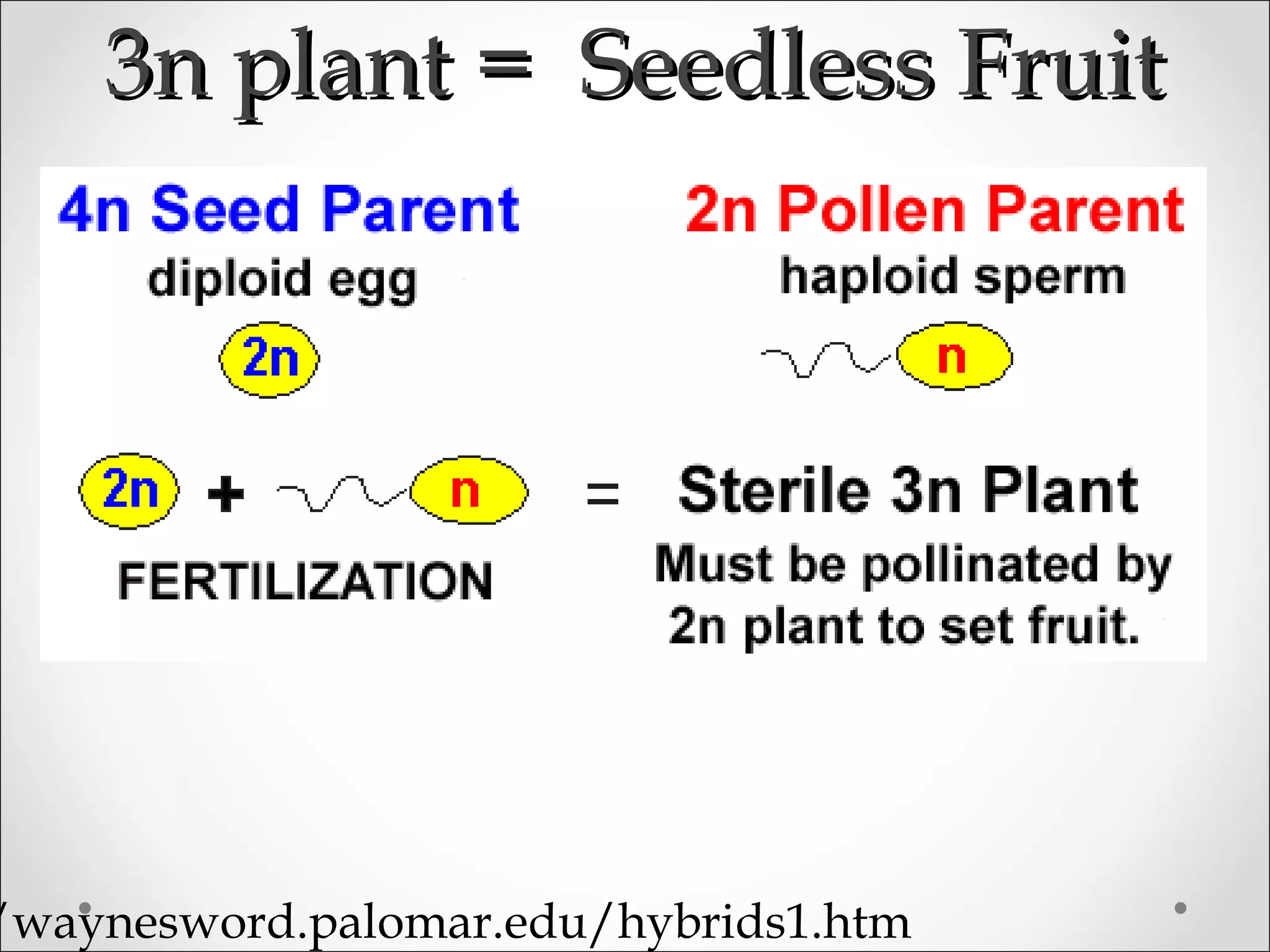 3n plant = Seedless Fruit3n plant = Seedless Fruit
/waynesword.palomar.edu/hybrids1.htm
 