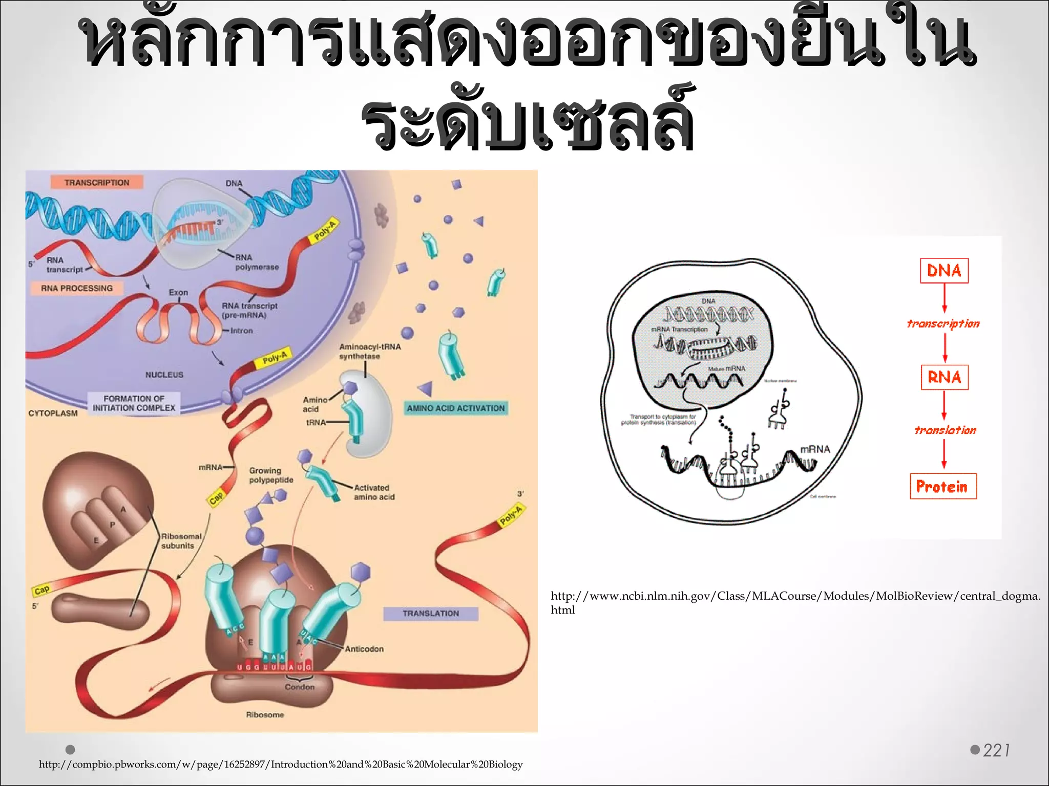 หลักการแสดงออกของยีนในหลักการแสดงออกของยีนใน
ระดับเซลล์ระดับเซลล์
221
http://compbio.pbworks.com/w/page/16252897/Introduction%20and%20Basic%20Molecular%20Biology
http://www.ncbi.nlm.nih.gov/Class/MLACourse/Modules/MolBioReview/central_dogma.
html
 