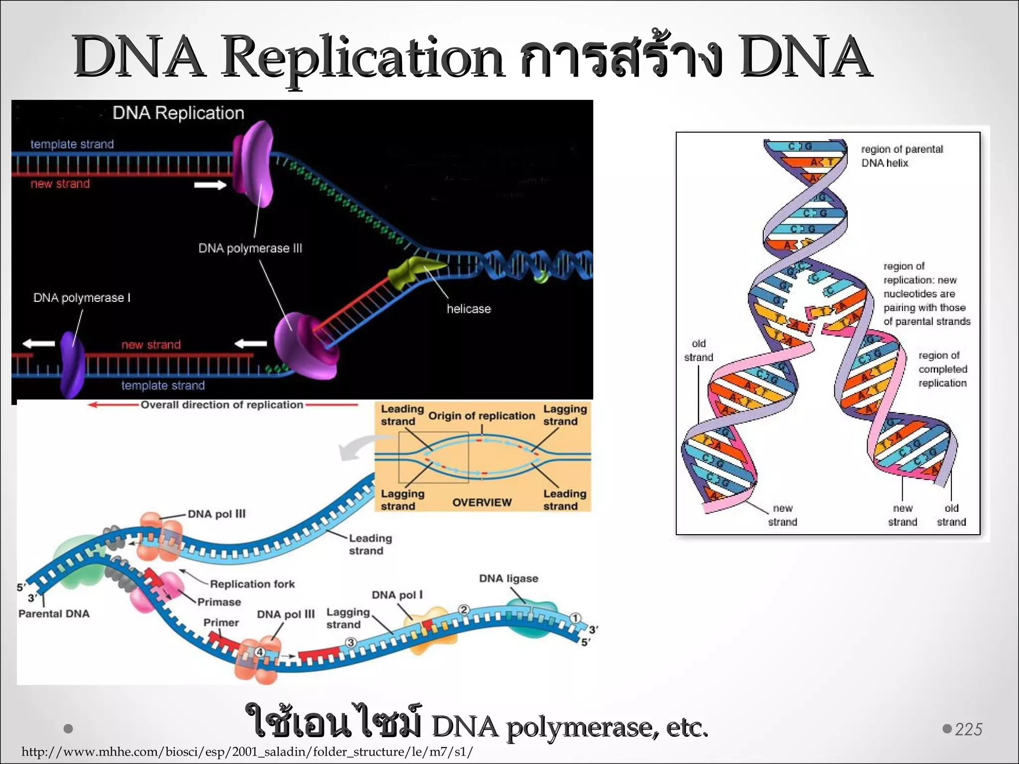 DNA ReplicationDNA Replication การสร้างการสร้าง DNADNA
225ใช้เอนไซม์ใช้เอนไซม์ DNA polymerase, etc.DNA polymerase, etc.
http://www.mhhe.com/biosci/esp/2001_saladin/folder_structure/le/m7/s1/
 