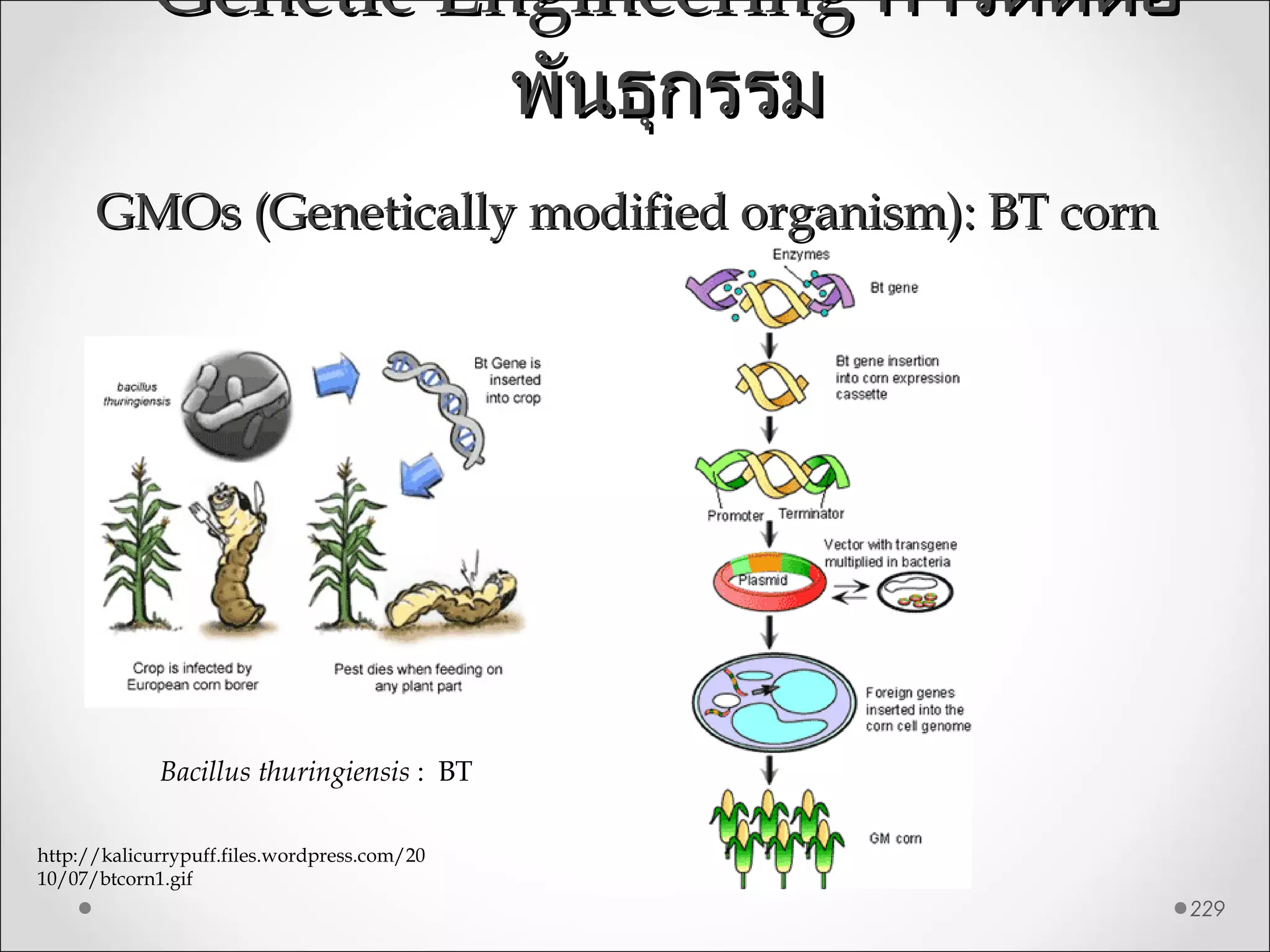 Genetic EngineeringGenetic Engineering การตัดต่อการตัดต่อ
พันธุกรรมพันธุกรรม
229
http://kalicurrypuff.files.wordpress.com/20
10/07/btcorn1.gif
GMOs (Genetically modified organism): BT cornGMOs (Genetically modified organism): BT corn
Bacillus thuringiensis : BT
 