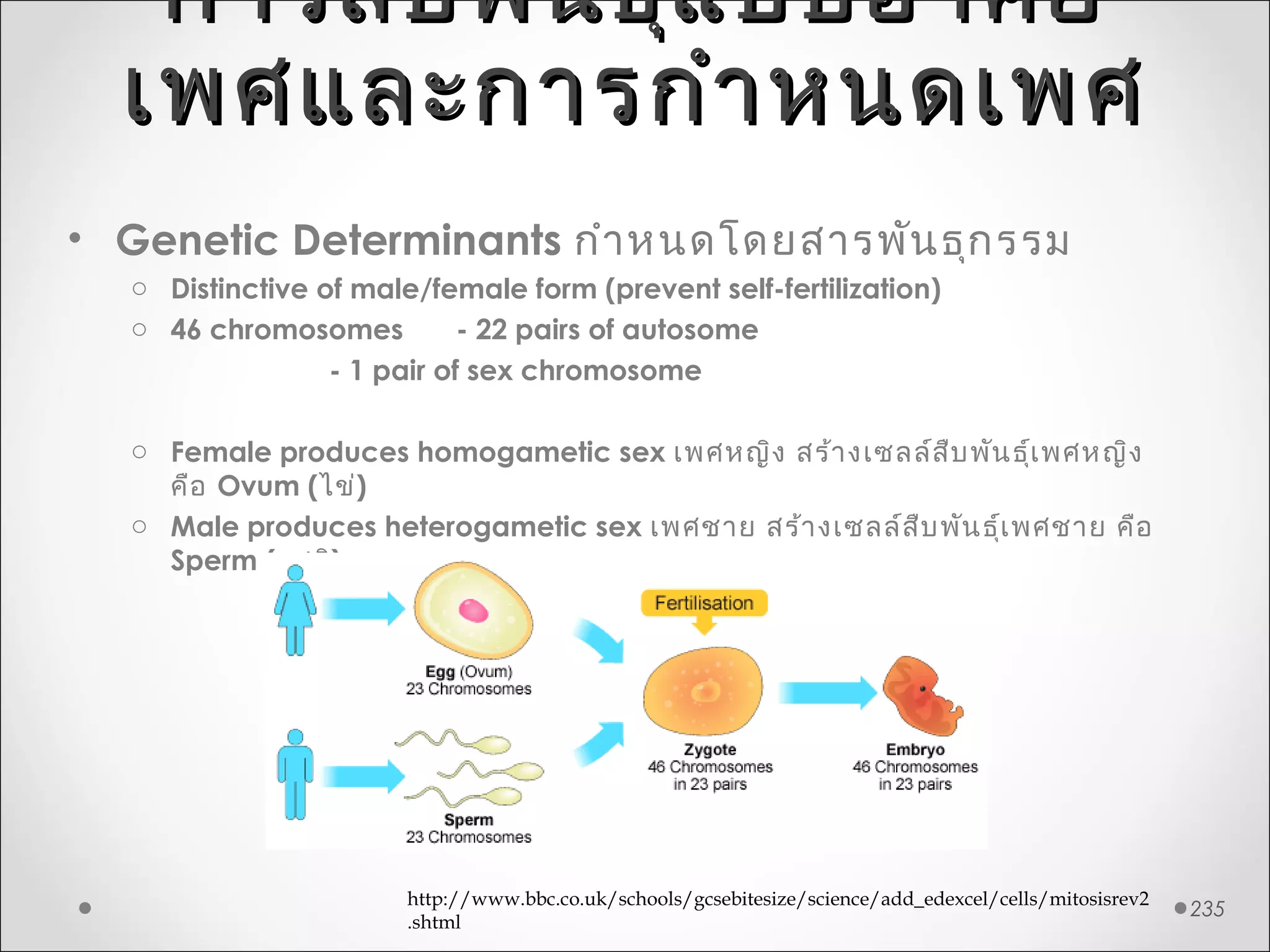 การสืบพันธุ์แบบอาศัยการสืบพันธุ์แบบอาศัย
เพศและการกำาหนดเพศเพศและการกำาหนดเพศ
• Genetic Determinants กำาหนดโดยสารพันธุกรรม
o Distinctive of male/female form (prevent self-fertilization)
o 46 chromosomes - 22 pairs of autosome
- 1 pair of sex chromosome
o Female produces homogametic sex เพศหญิง สร้างเซลล์สืบพันธุ์เพศหญิง
คือ Ovum (ไข่)
o Male produces heterogametic sex เพศชาย สร้างเซลล์สืบพันธุ์เพศชาย คือ
Sperm (อสุจิ)
http://www.bbc.co.uk/schools/gcsebitesize/science/add_edexcel/cells/mitosisrev2
.shtml
235
 