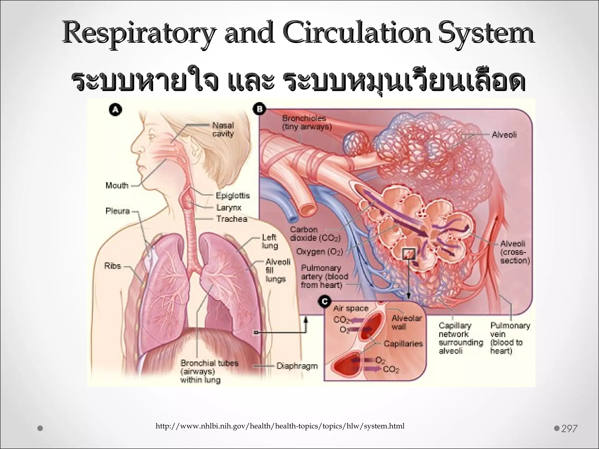 Respiratory and Circulation SystemRespiratory and Circulation System
ระบบหายใจ และ ระบบหมุนเวียนเลือดระบบหายใจ และ ระบบหมุนเวียนเลือด
297http://www.nhlbi.nih.gov/health/health-topics/topics/hlw/system.html
 