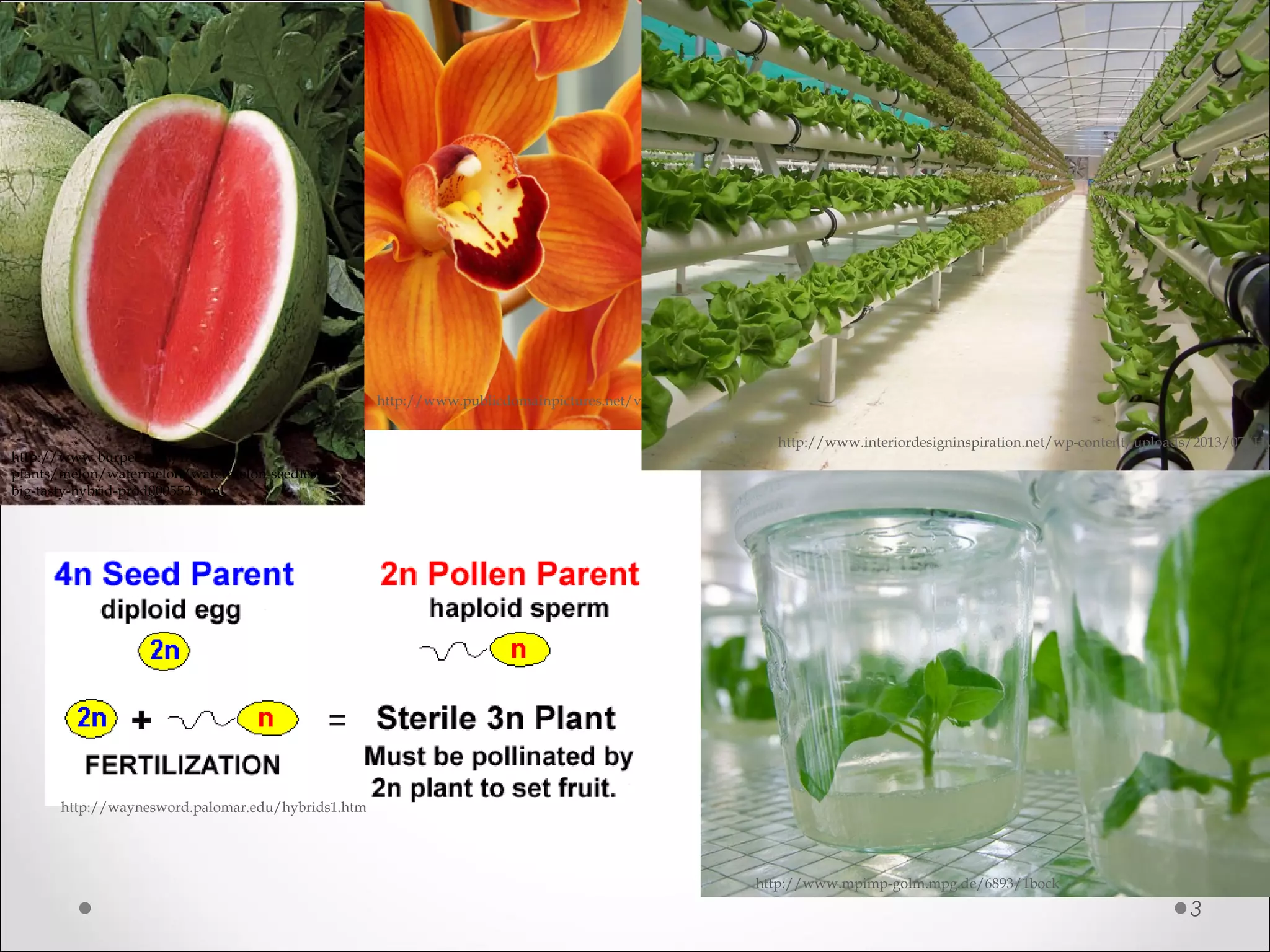 3
http://www.burpee.com/fruit-
plants/melon/watermelon/watermelon-seedless-
big-tasty-hybrid-prod000552.html
http://waynesword.palomar.edu/hybrids1.htm
http://www.publicdomainpictures.net/view-image.php?image=6750
http://www.mpimp-golm.mpg.de/6893/1bock
http://www.interiordesigninspiration.net/wp-content/uploads/2013/07/Hy
 