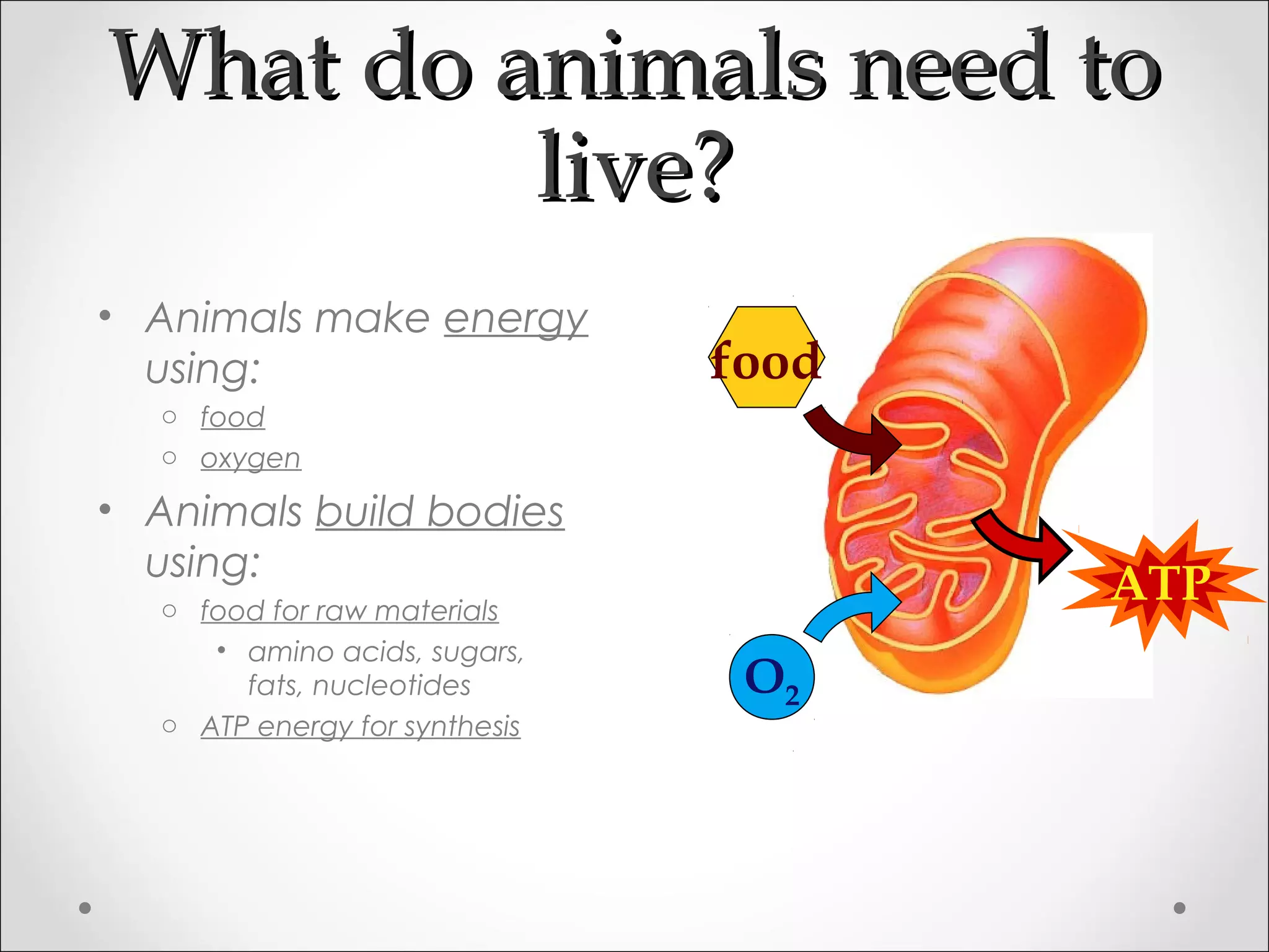 What do animals need toWhat do animals need to
live?live?
O2
food
ATP
• Animals make energy
using:
o food
o oxygen
• Animals build bodies
using:
o food for raw materials
• amino acids, sugars,
fats, nucleotides
o ATP energy for synthesis
 