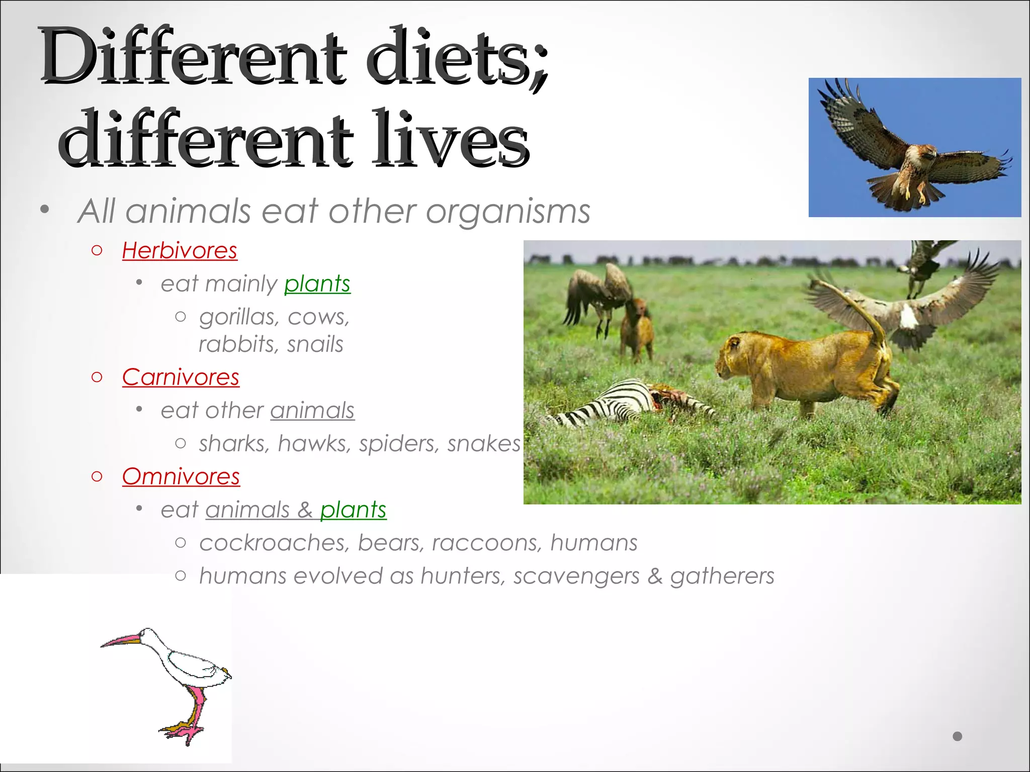 Different diets;Different diets;
different livesdifferent lives
• All animals eat other organisms
o Herbivores
• eat mainly plants
o gorillas, cows,
rabbits, snails
o Carnivores
• eat other animals
o sharks, hawks, spiders, snakes
o Omnivores
• eat animals & plants
o cockroaches, bears, raccoons, humans
o humans evolved as hunters, scavengers & gatherers
 