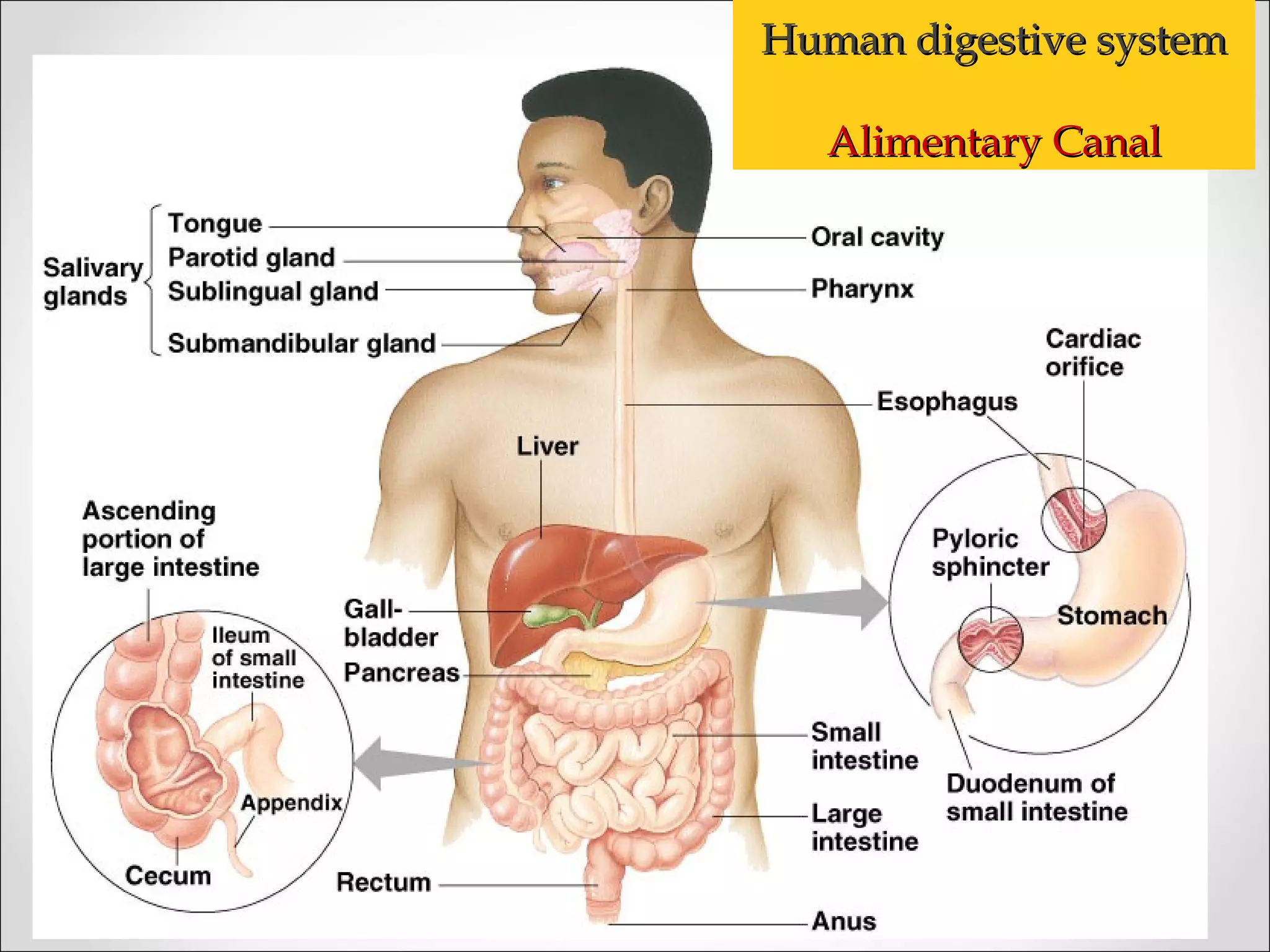 Human digestive systemHuman digestive system
Alimentary CanalAlimentary Canal
 