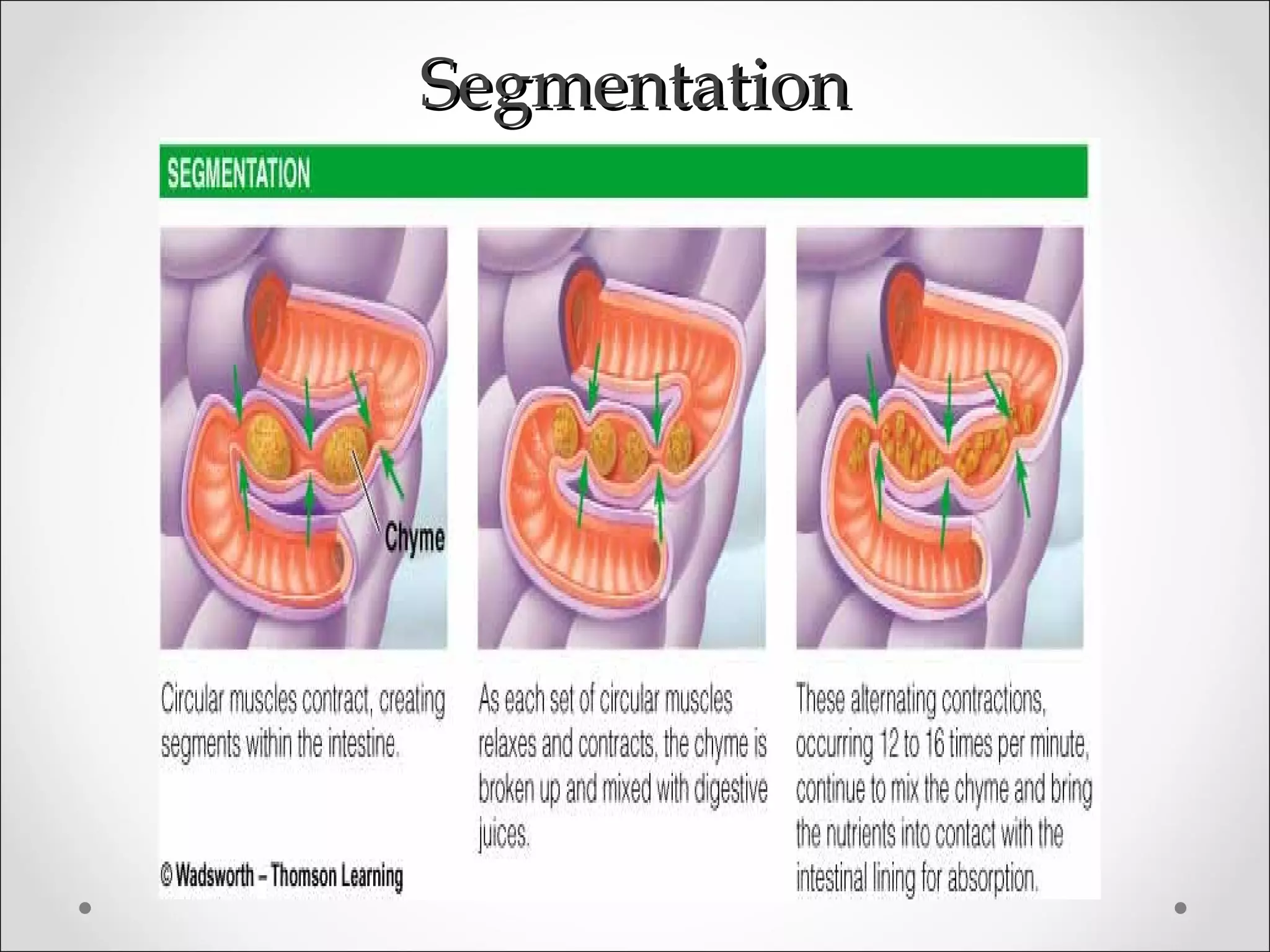 SegmentationSegmentation
 