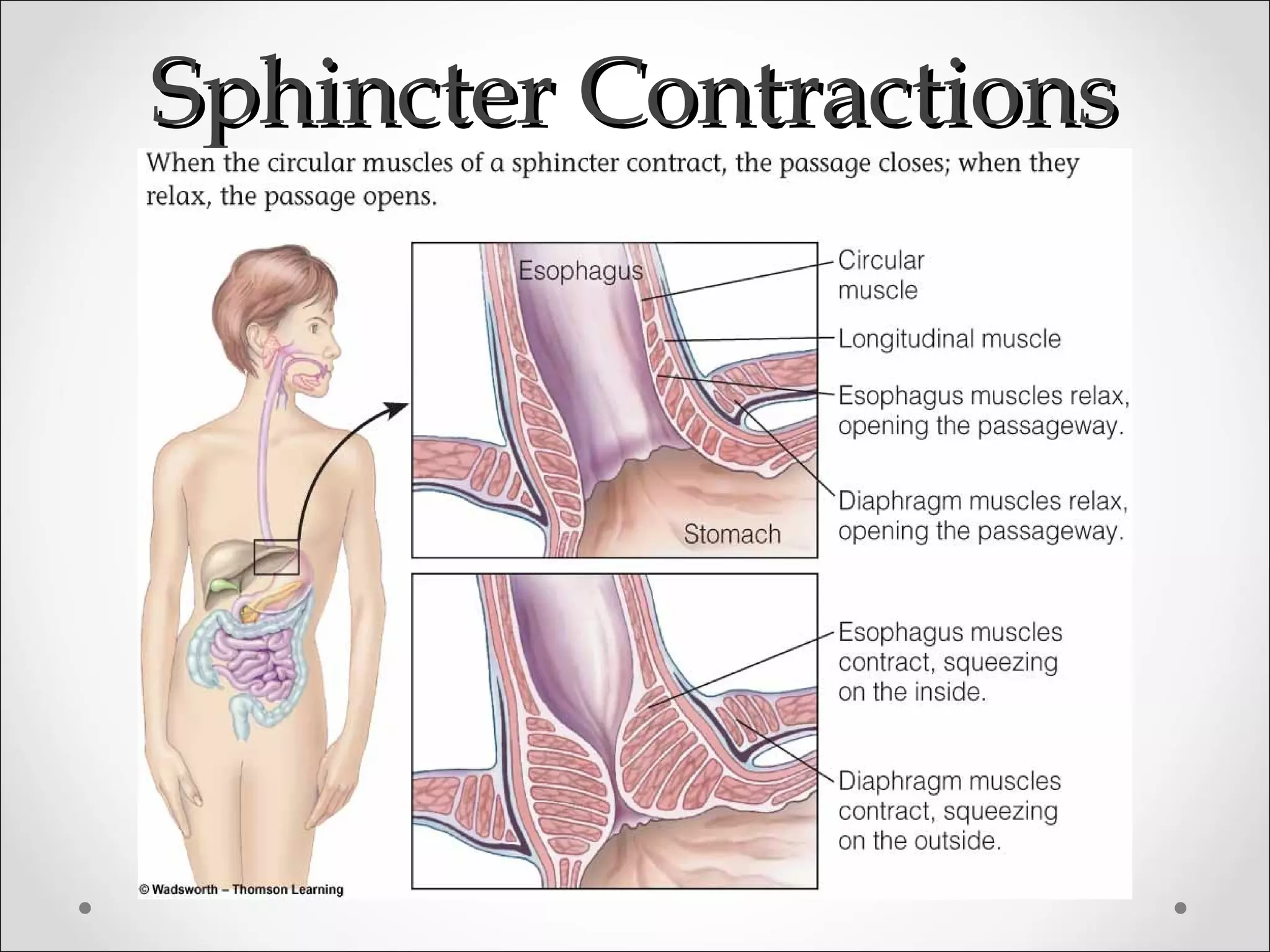 Sphincter ContractionsSphincter Contractions
 