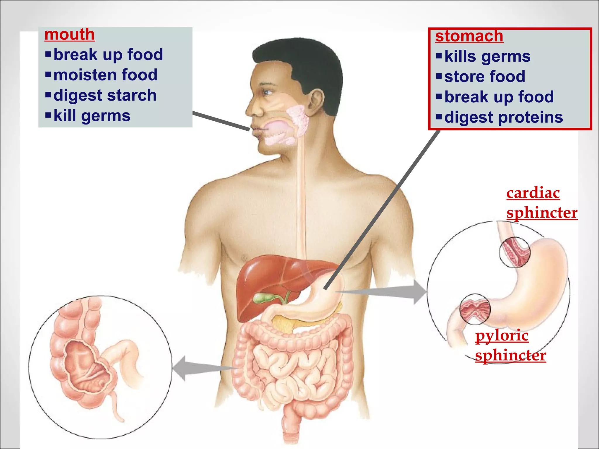 stomach
kills germs
store food
break up food
digest proteins
cardiac
sphincter
pyloric
sphincter
mouth
break up food
moisten food
digest starch
kill germs
 