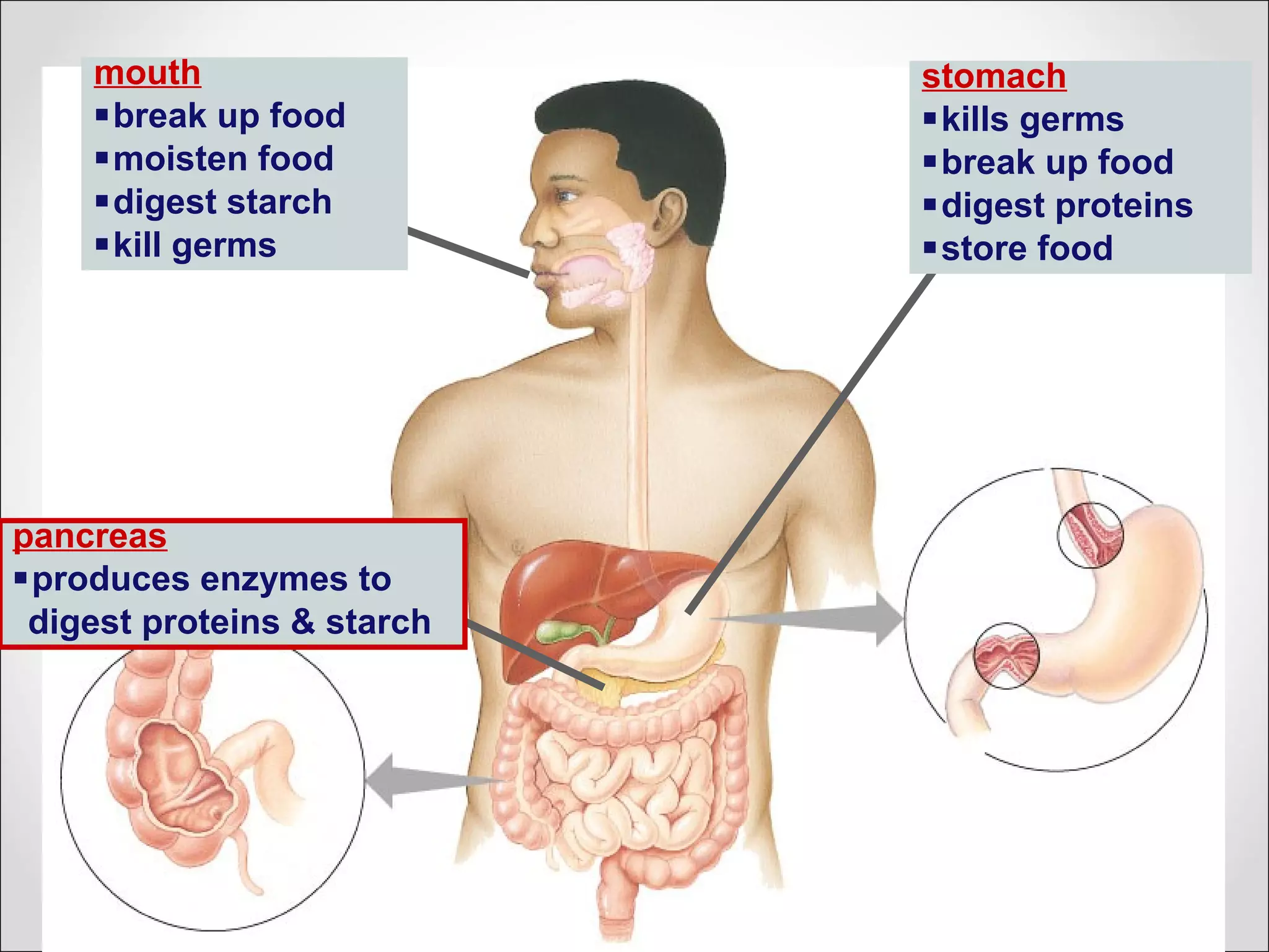 stomach
kills germs
break up food
digest proteins
store food
pancreas
produces enzymes to
digest proteins & starch
mouth
break up food
moisten food
digest starch
kill germs
 