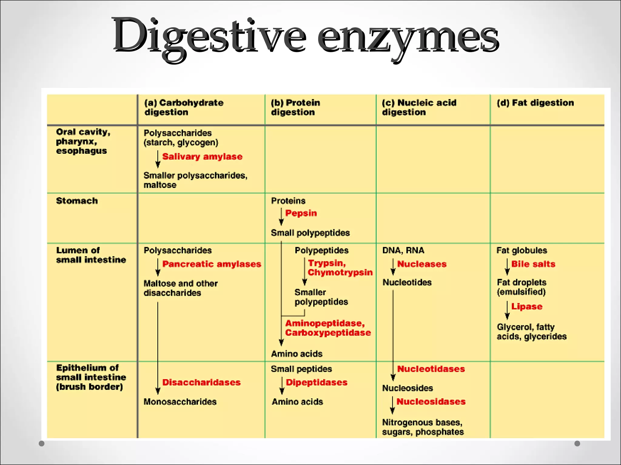 Digestive enzymesDigestive enzymes
 