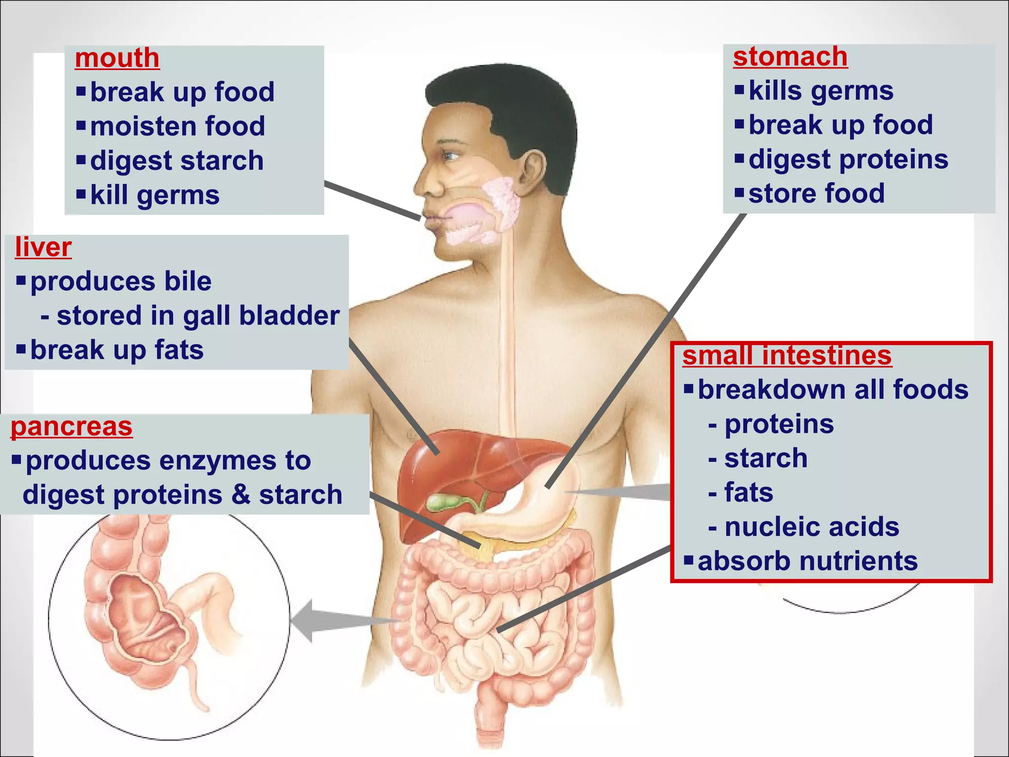 small intestines
breakdown all foods
- proteins
- starch
- fats
- nucleic acids
absorb nutrients
stomach
kills germs
break up food
digest proteins
store food
pancreas
produces enzymes to
digest proteins & starch
liver
produces bile
- stored in gall bladder
break up fats
mouth
break up food
moisten food
digest starch
kill germs
 