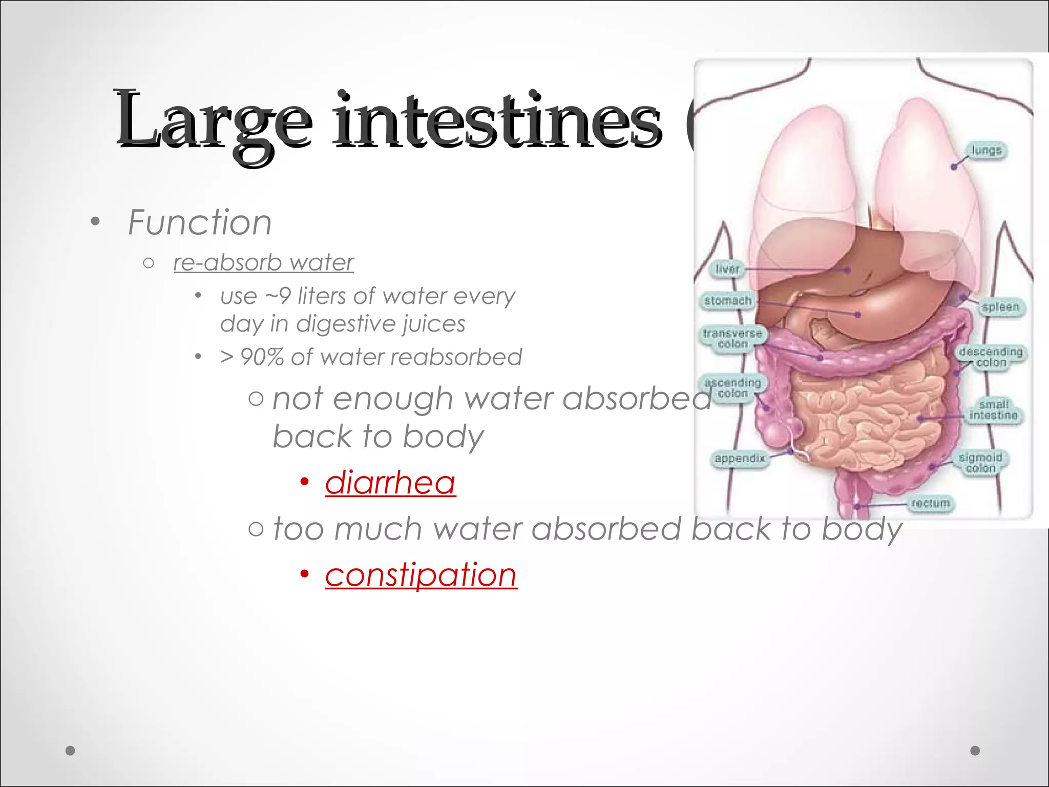 Large intestines (colon)Large intestines (colon)
• Function
o re-absorb water
• use ~9 liters of water every
day in digestive juices
• > 90% of water reabsorbed
o not enough water absorbed
back to body
• diarrhea
o too much water absorbed back to body
• constipation
 
