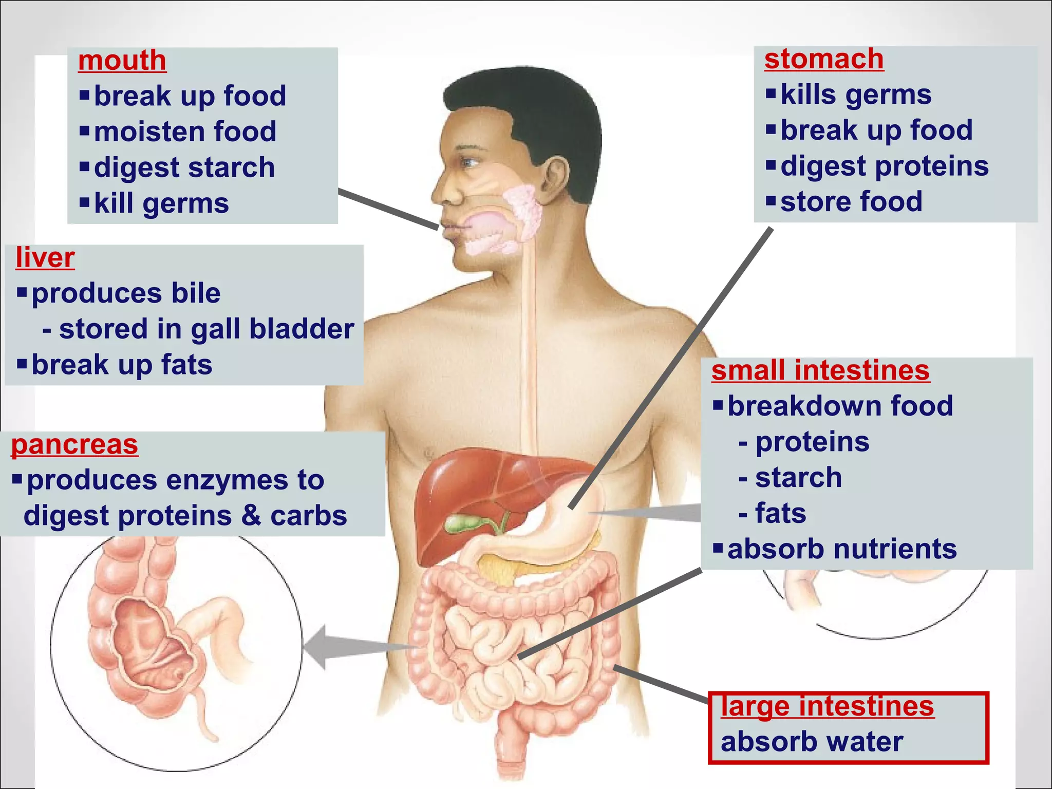 stomach
kills germs
break up food
digest proteins
store food
small intestines
breakdown food
- proteins
- starch
- fats
absorb nutrients
pancreas
produces enzymes to
digest proteins & carbs
liver
produces bile
- stored in gall bladder
break up fats
large intestines
absorb water
mouth
break up food
moisten food
digest starch
kill germs
 