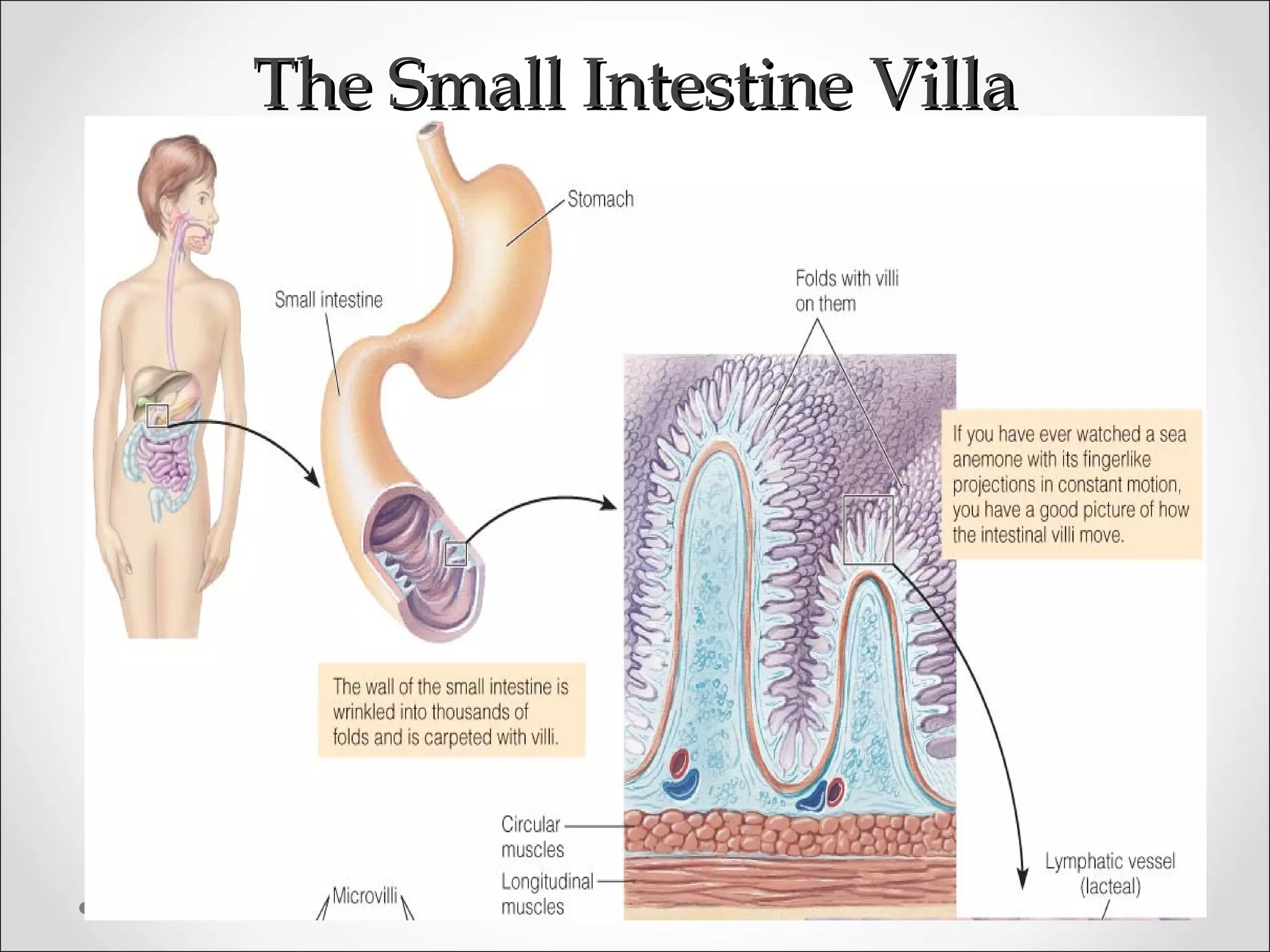The Small Intestine VillaThe Small Intestine Villa
 