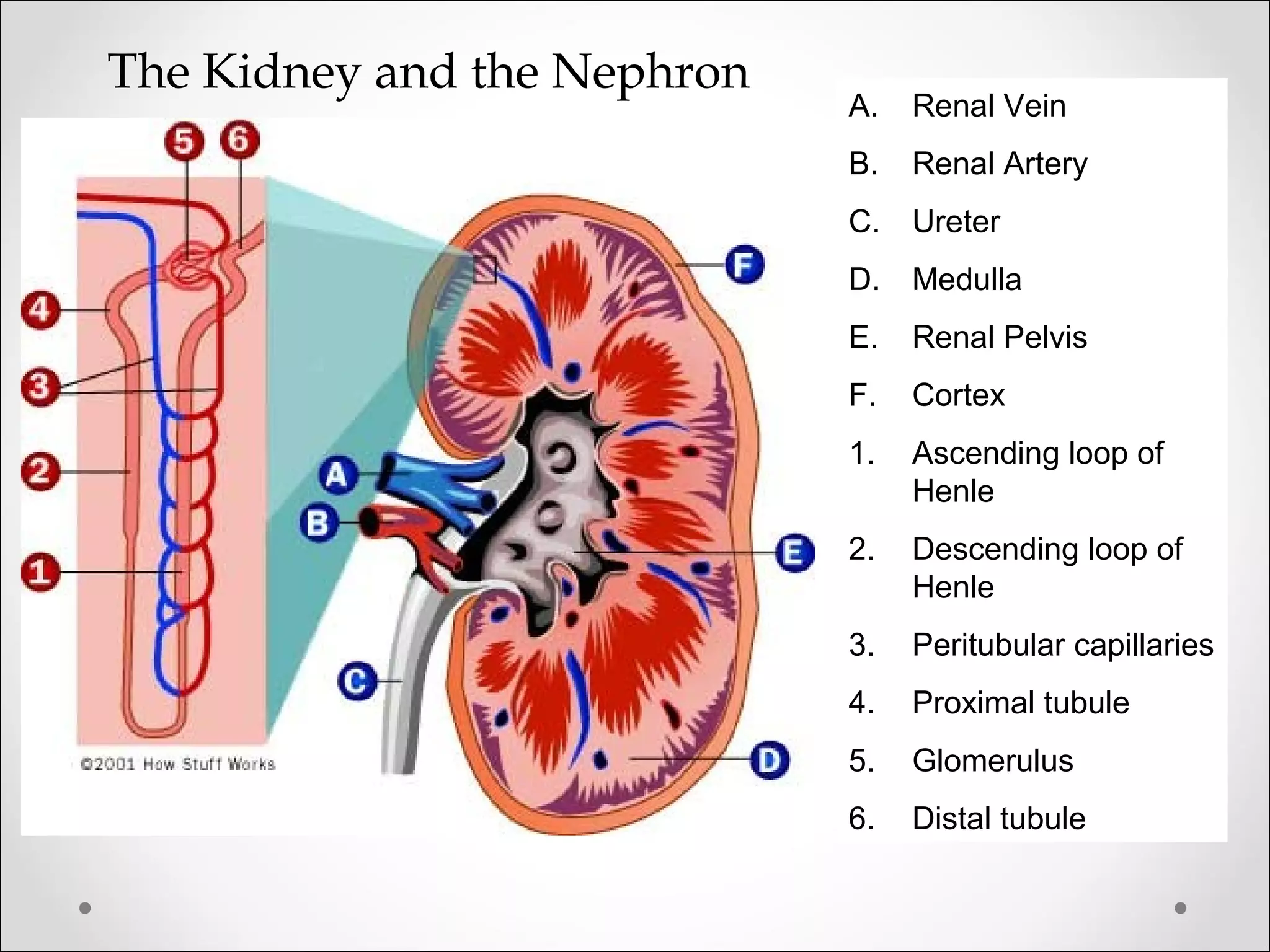                                                                                                          
                                           
A. Renal Vein
B. Renal Artery
C. Ureter
D. Medulla
E. Renal Pelvis
F. Cortex
1. Ascending loop of
Henle
2. Descending loop of
Henle
3. Peritubular capillaries
4. Proximal tubule
5. Glomerulus
6. Distal tubule
The Kidney and the Nephron
 