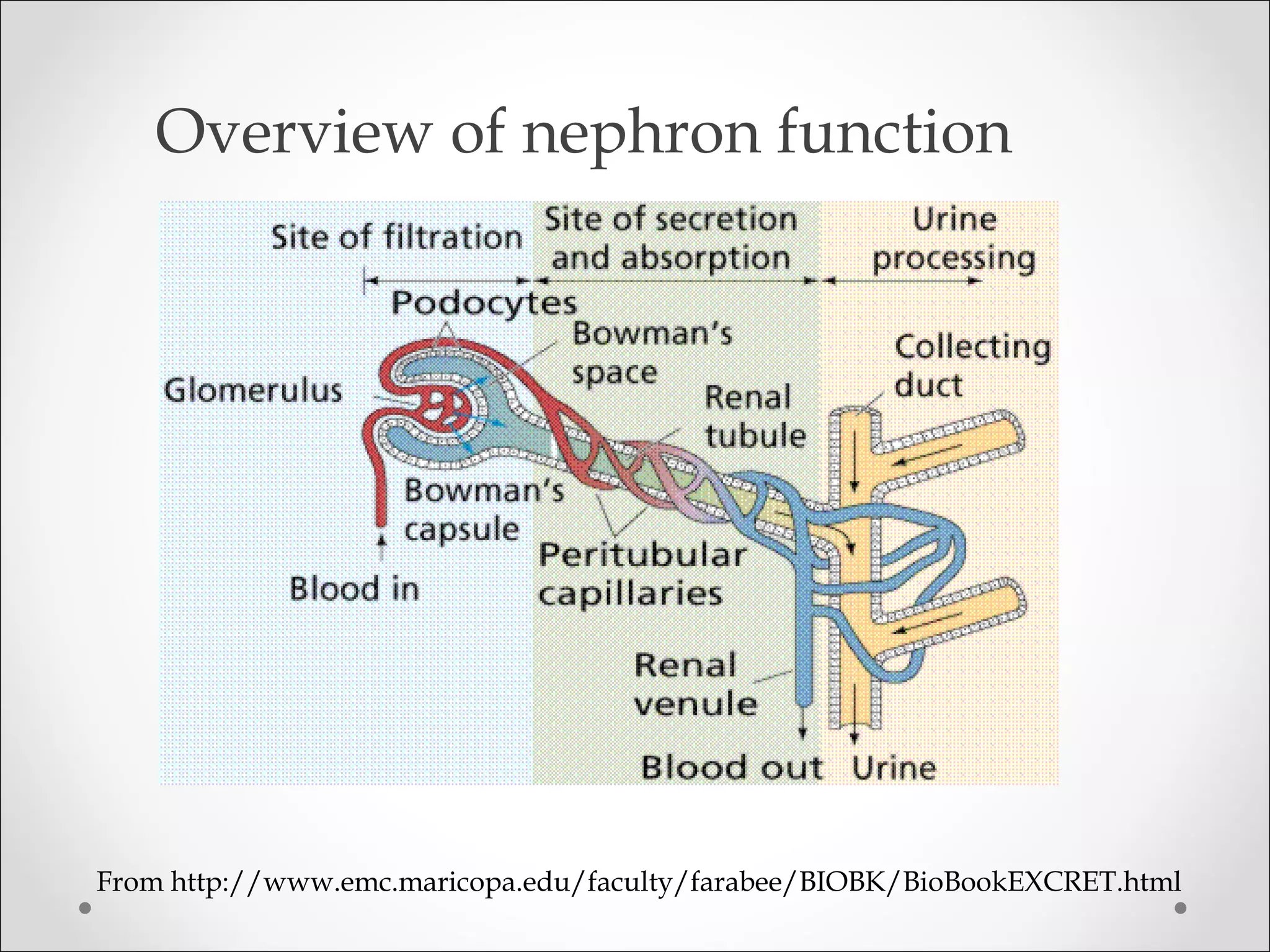 From http://www.emc.maricopa.edu/faculty/farabee/BIOBK/BioBookEXCRET.html
Overview of nephron function
 
