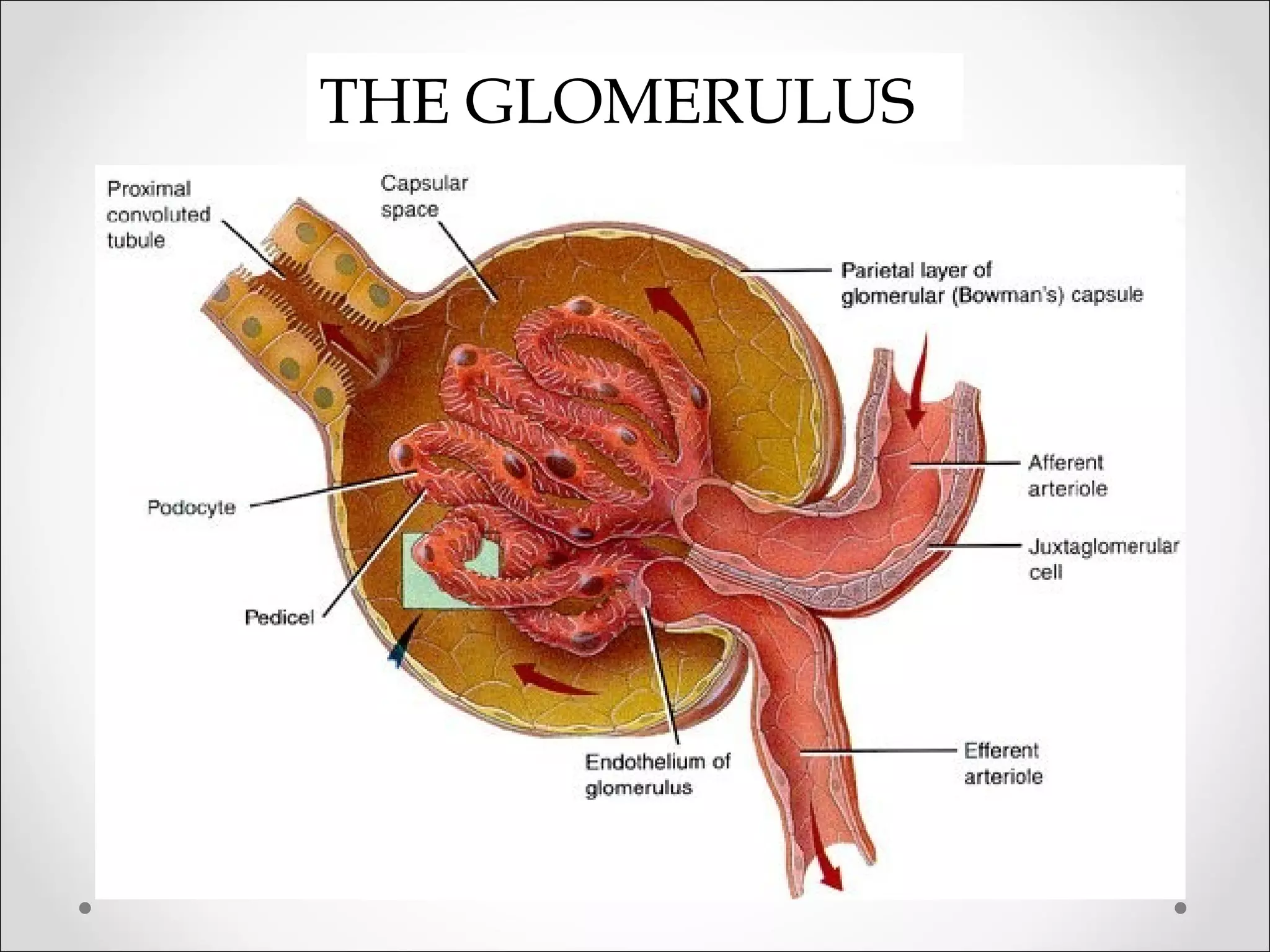 THE GLOMERULUS
 