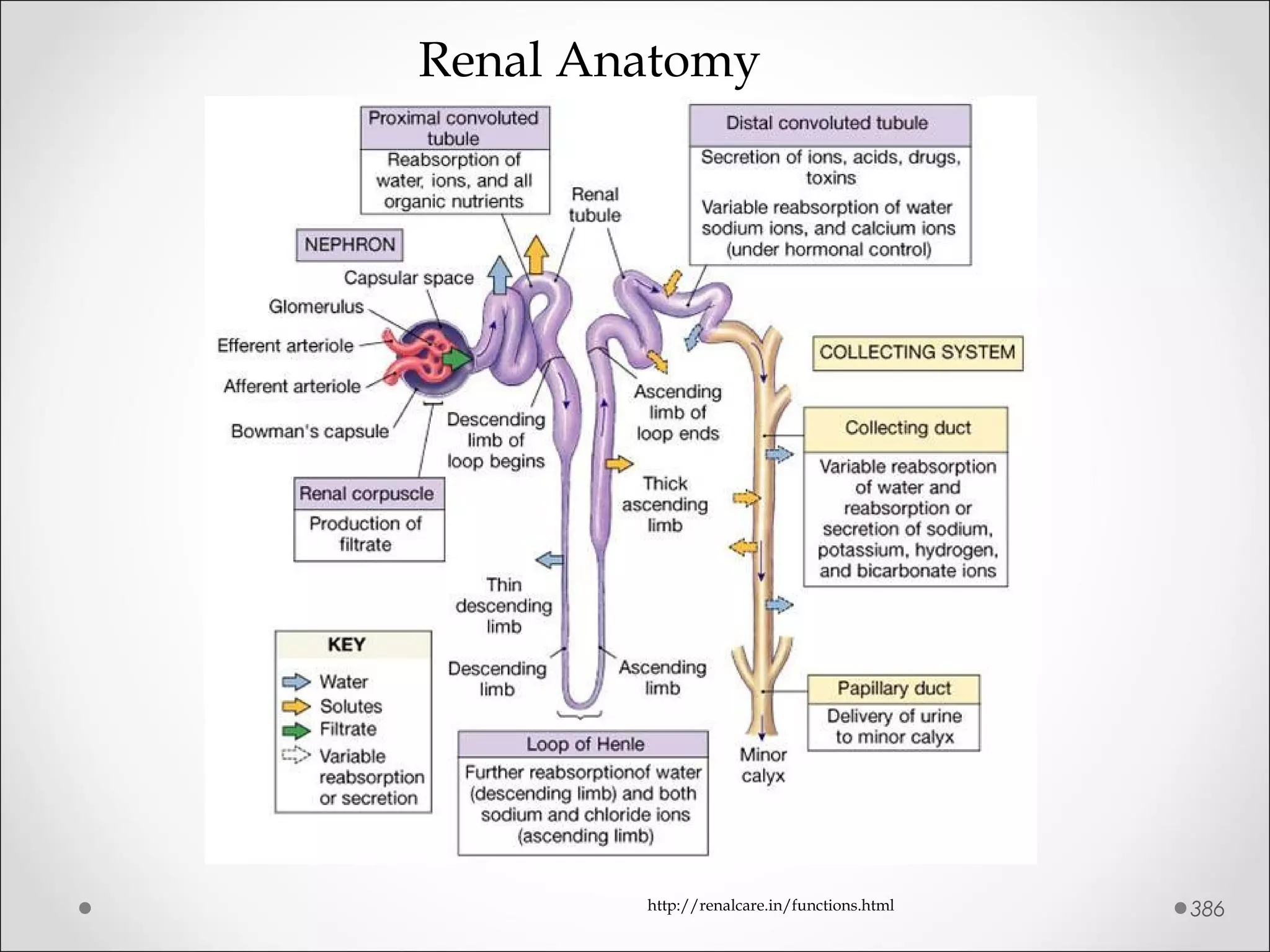 386http://renalcare.in/functions.html
Renal Anatomy
 
