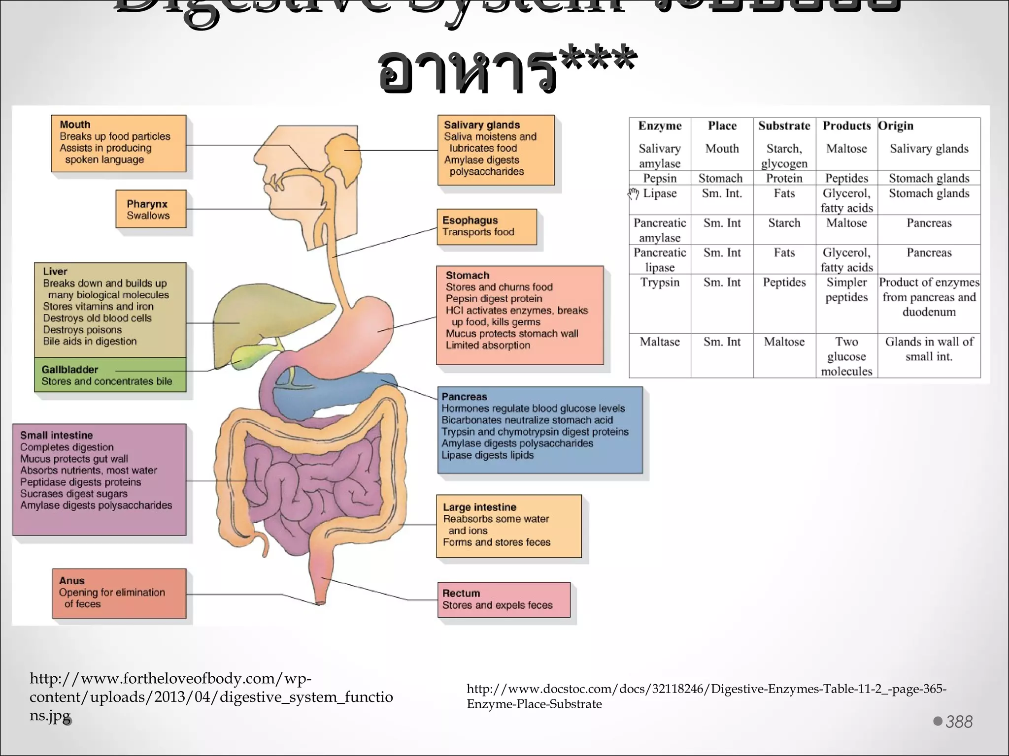Digestive SystemDigestive System ระบบย่อยระบบย่อย
อาหารอาหาร******
388
http://www.fortheloveofbody.com/wp-
content/uploads/2013/04/digestive_system_functio
ns.jpg
http://www.docstoc.com/docs/32118246/Digestive-Enzymes-Table-11-2_-page-365-
Enzyme-Place-Substrate
 