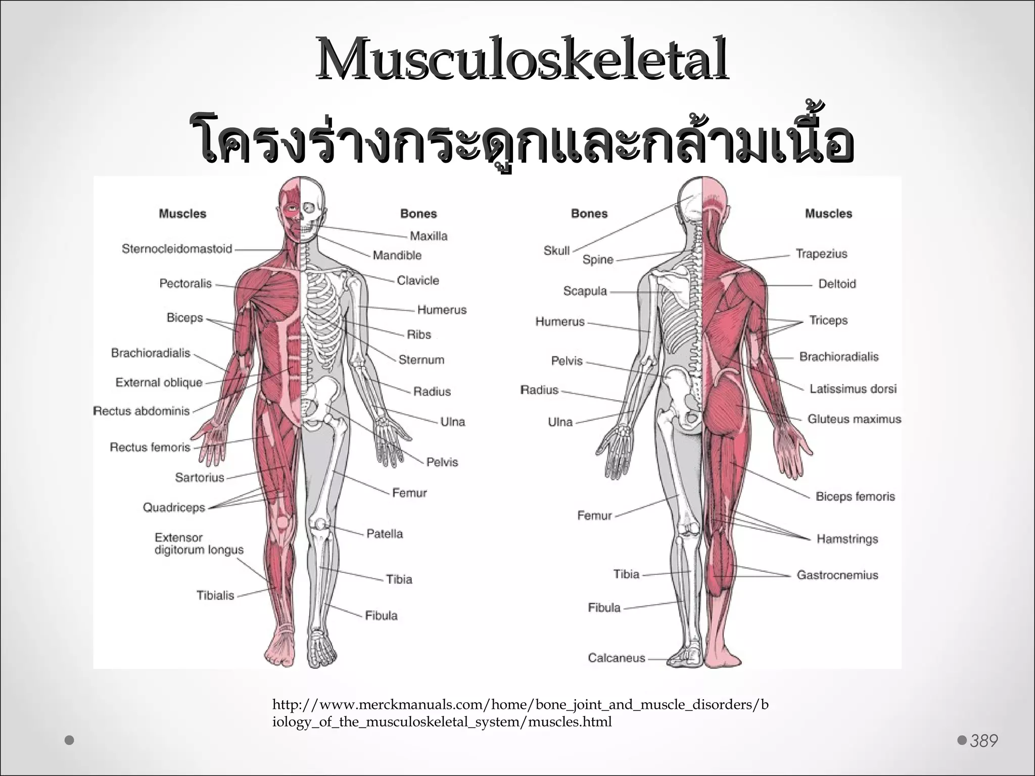 389
MusculoskeletalMusculoskeletal
โครงร่างกระดูกและกล้ามเนื้อโครงร่างกระดูกและกล้ามเนื้อ
http://www.merckmanuals.com/home/bone_joint_and_muscle_disorders/b
iology_of_the_musculoskeletal_system/muscles.html
 