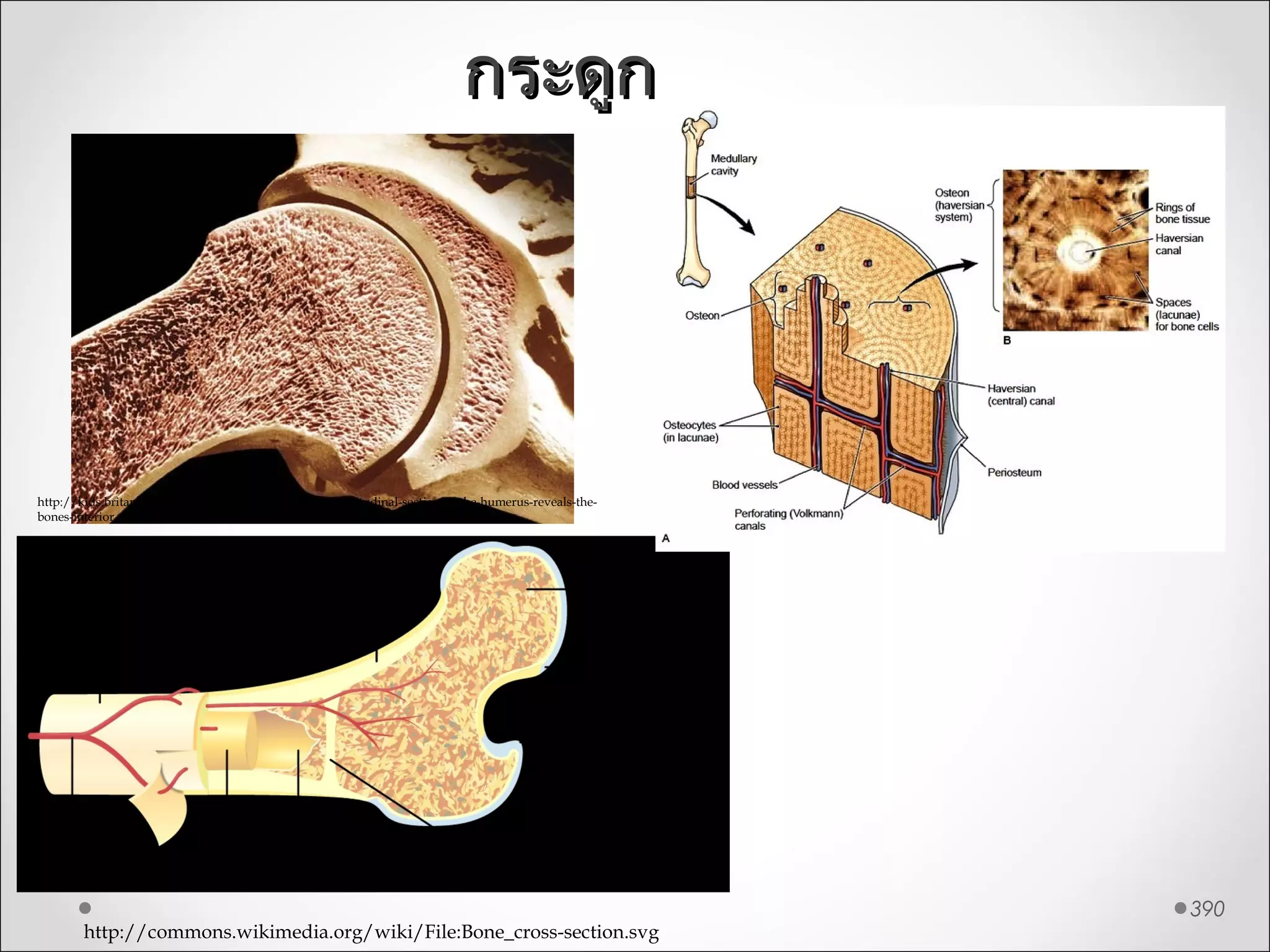 390
http://commons.wikimedia.org/wiki/File:Bone_cross-section.svg
http://kids.britannica.com/comptons/art-117500/A-longitudinal-section-of-the-humerus-reveals-the-
bones-interior
กระดูกกระดูก
 