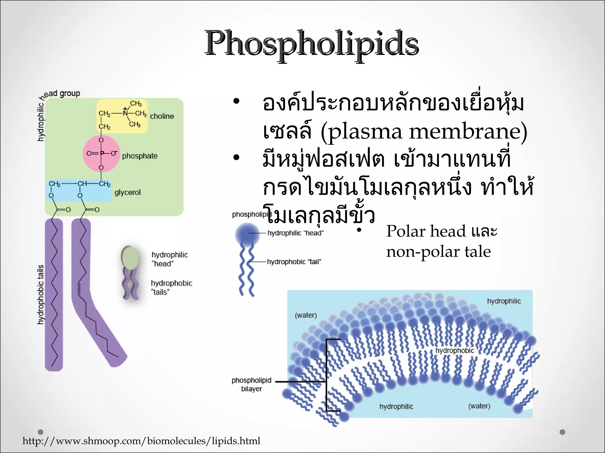 PhospholipidsPhospholipids
http://www.shmoop.com/biomolecules/lipids.html
• องค์ประกอบหลักของเยื่อหุ้ม
เซลล์ (plasma membrane)
• มีหมู่ฟอสเฟต เข้ามาแทนที่
กรดไขมันโมเลกุลหนึ่ง ทำาให้
โมเลกุลมีขั้ว
• Polar head และ
non-polar tale
 