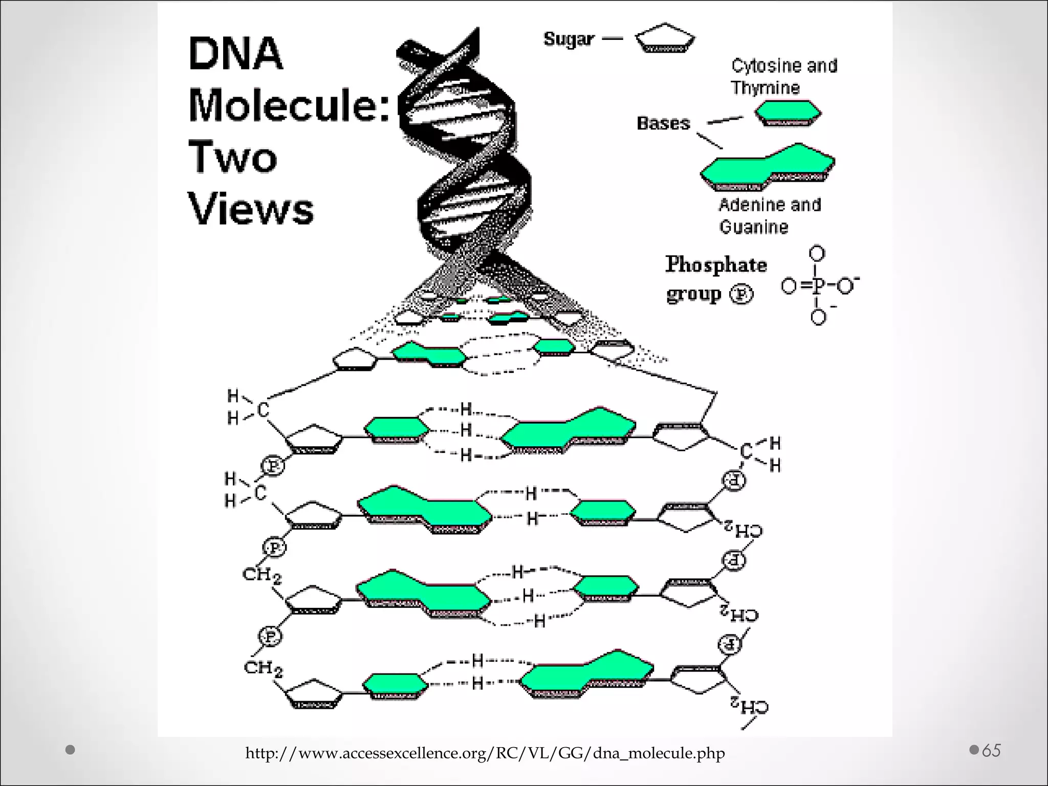 65http://www.accessexcellence.org/RC/VL/GG/dna_molecule.php
 