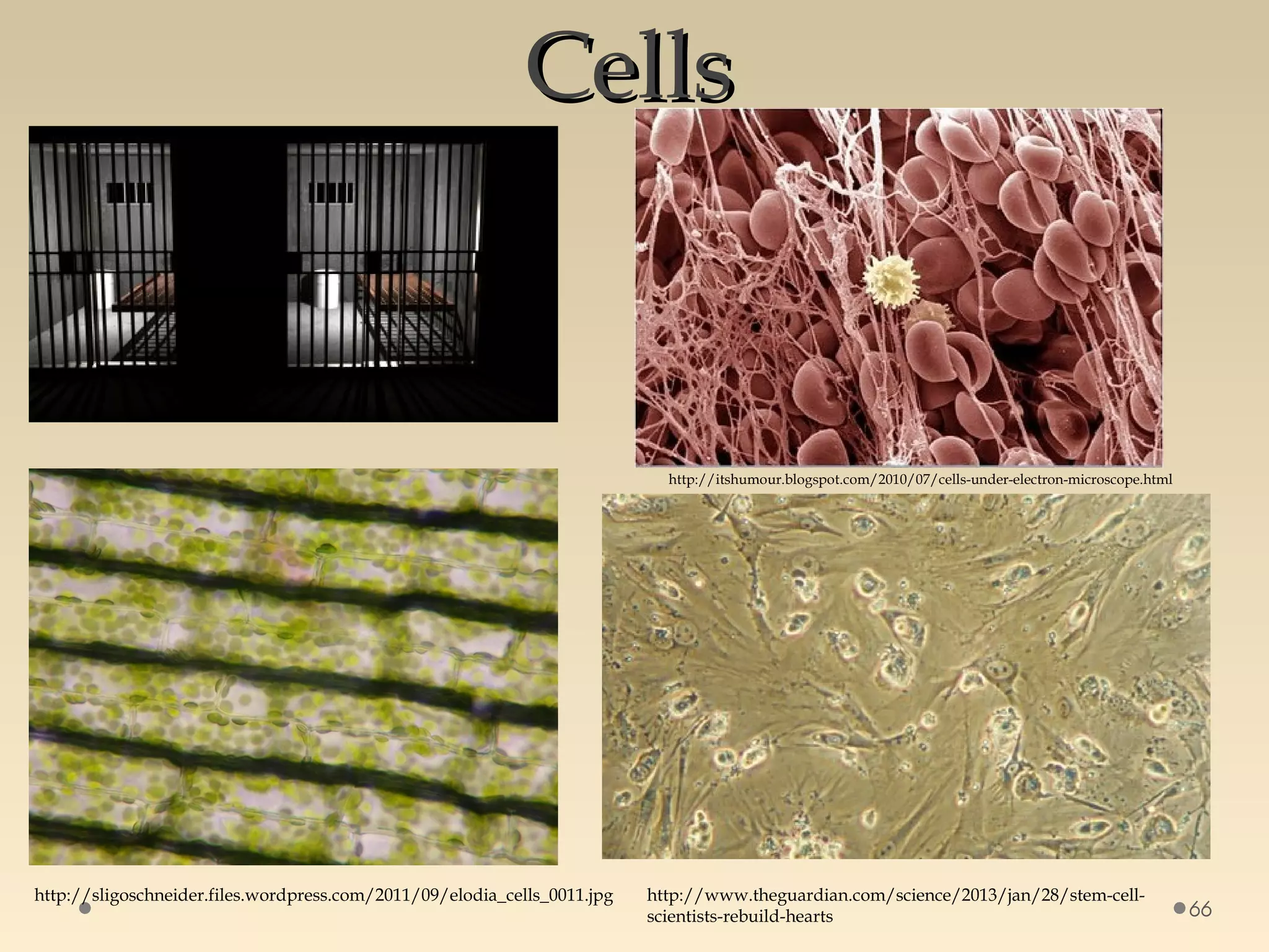 CellsCells
66
http://sligoschneider.files.wordpress.com/2011/09/elodia_cells_0011.jpg
http://itshumour.blogspot.com/2010/07/cells-under-electron-microscope.html
http://www.theguardian.com/science/2013/jan/28/stem-cell-
scientists-rebuild-hearts
 