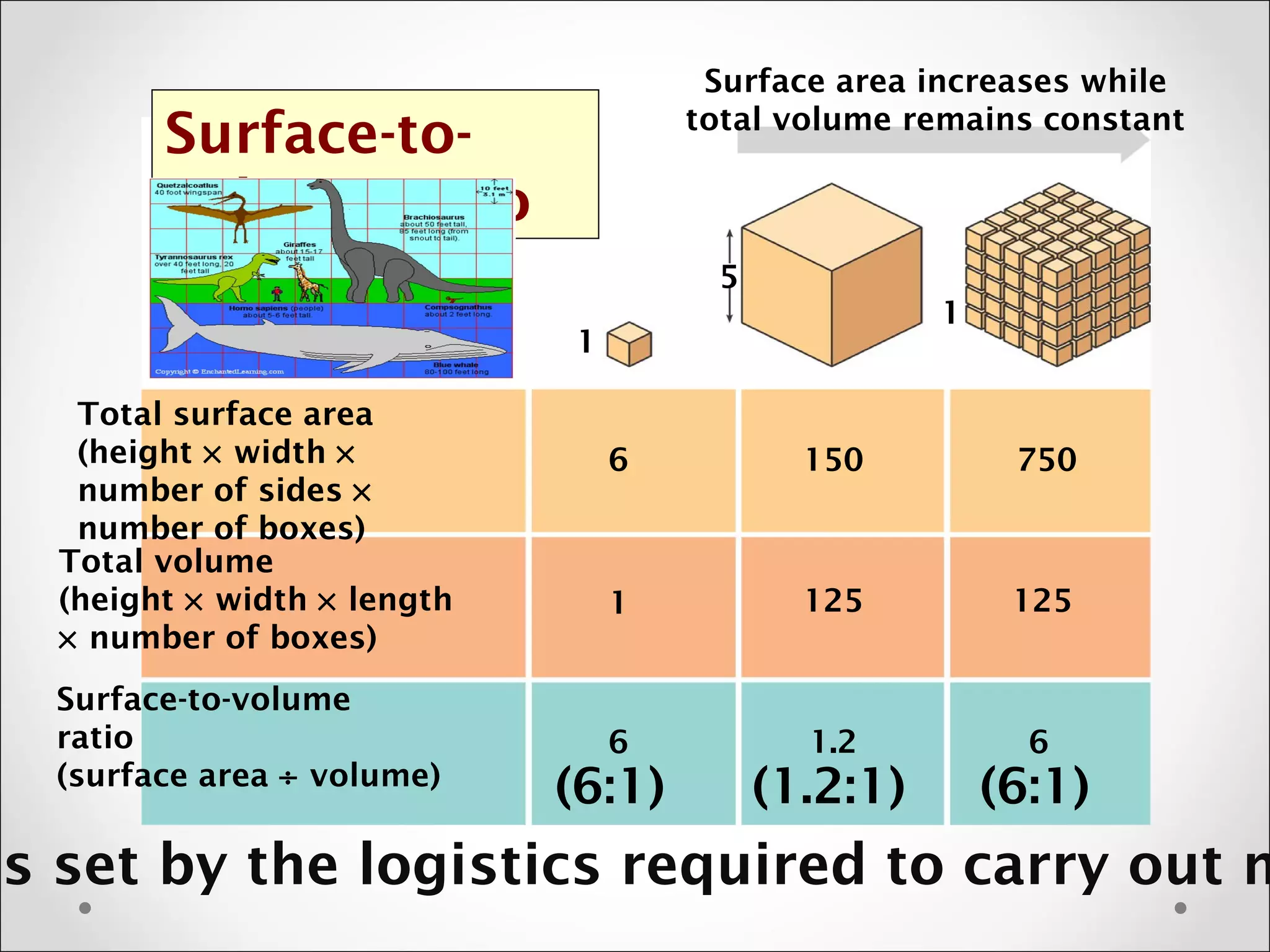 Surface area increases while
total volume remains constant
5
1
1
Total surface area
(height × width ×
number of sides ×
number of boxes)
Total volume
(height × width × length
× number of boxes)
Surface-to-volume
ratio
(surface area ÷ volume)
6
1
6
150
125
1.2
750
125
6
Surface-to-
volume ratio
(6:1) (1.2:1) (6:1)
is set by the logistics required to carry out m
 