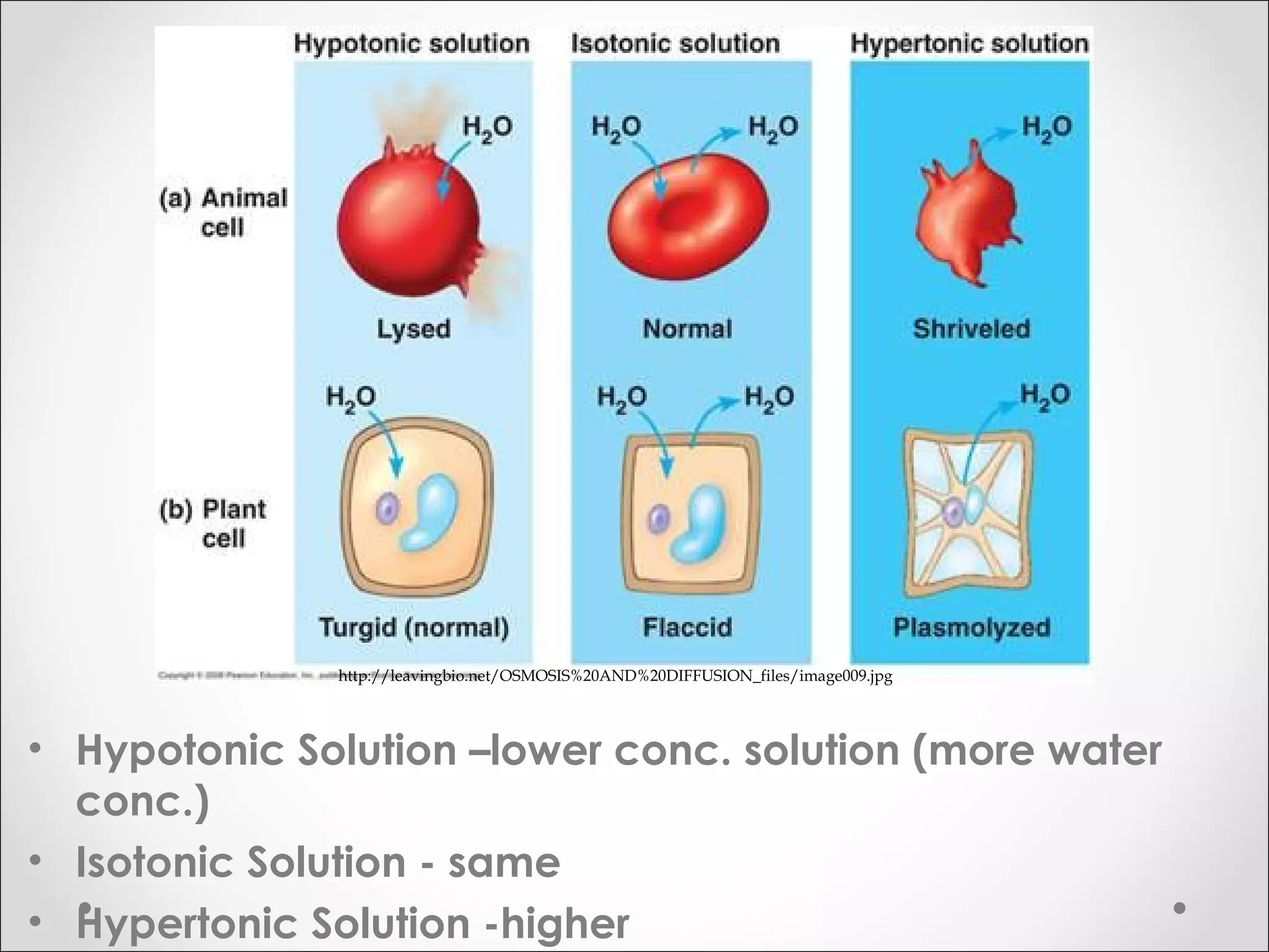• Hypotonic Solution –lower conc. solution (more water
conc.)
• Isotonic Solution - same
• Hypertonic Solution -higher
http://leavingbio.net/OSMOSIS%20AND%20DIFFUSION_files/image009.jpg
 