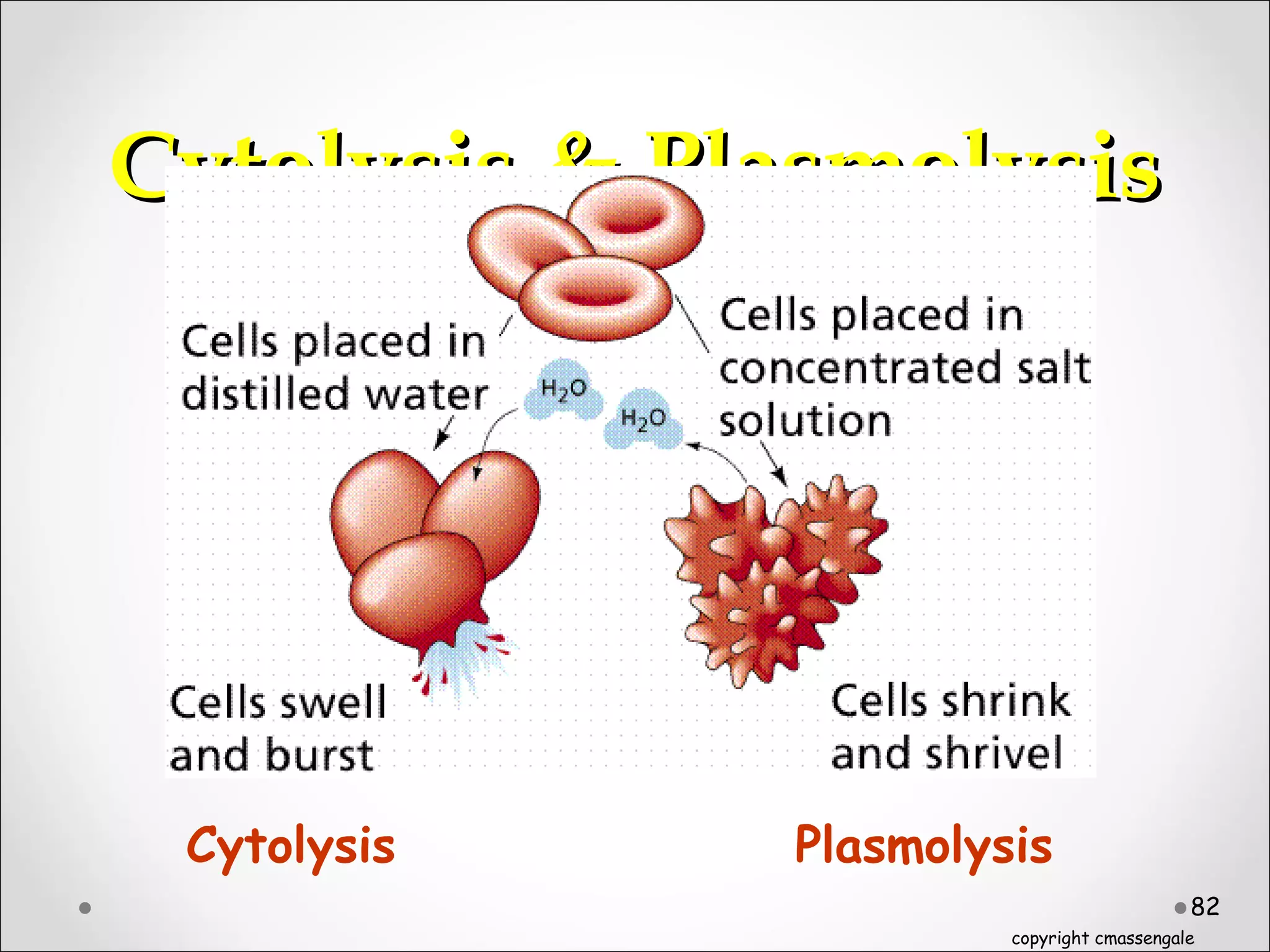 82
Cytolysis & PlasmolysisCytolysis & Plasmolysis
Cytolysis Plasmolysis
copyright cmassengale
 