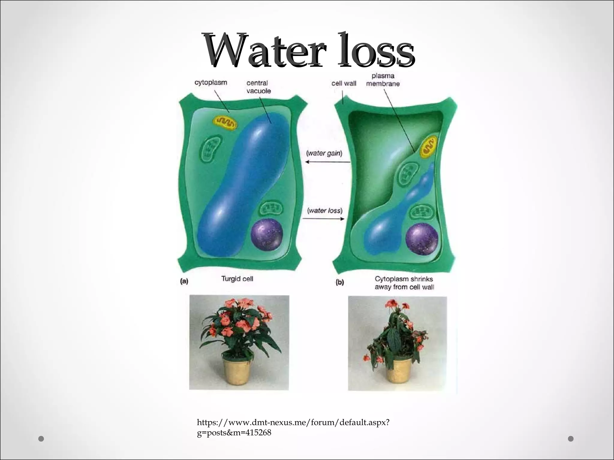 Water lossWater loss
https://www.dmt-nexus.me/forum/default.aspx?
g=posts&m=415268
 