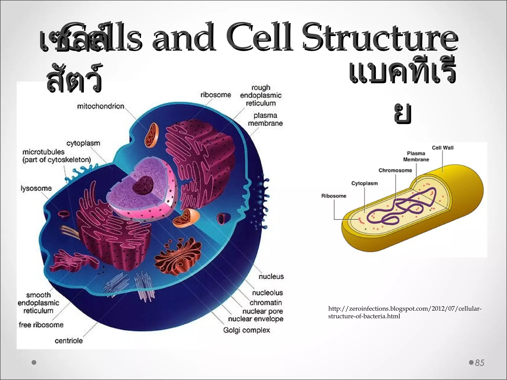 Cells and Cell StructureCells and Cell Structure
85
เซลล์เซลล์
สัตว์สัตว์ แบคทีเรีแบคทีเรี
ยย
http://zeroinfections.blogspot.com/2012/07/cellular-
structure-of-bacteria.html
 