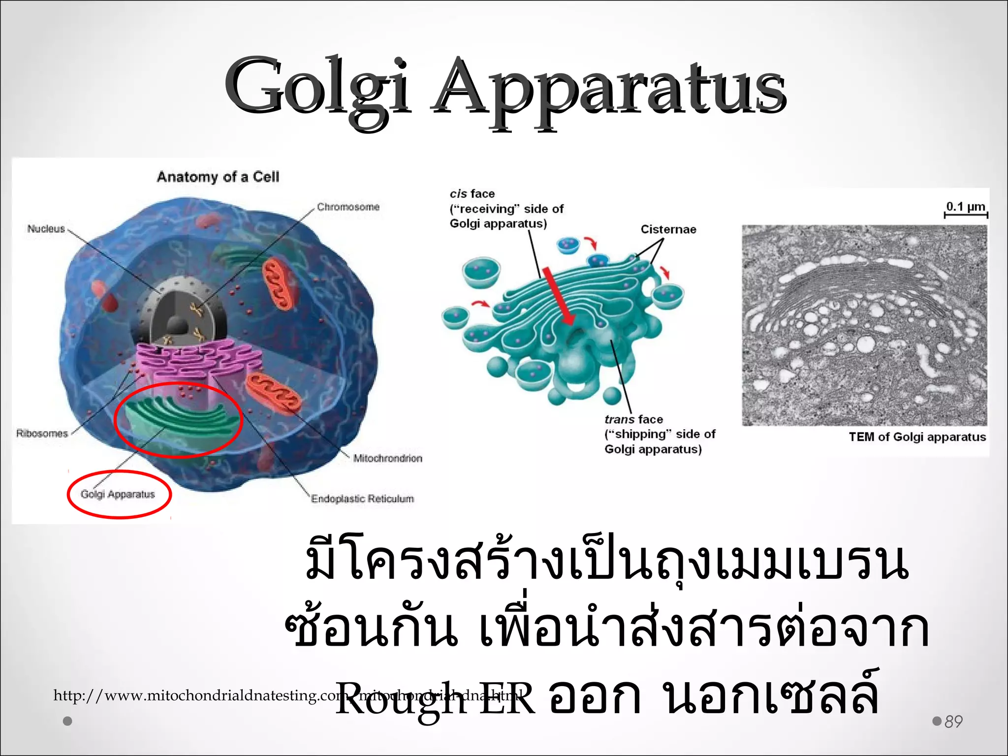 Golgi ApparatusGolgi Apparatus
89
http://www.mitochondrialdnatesting.com/mitochondrial-dna.html
มีโครงสร้างเป็นถุงเมมเบรน
ซ้อนกัน เพื่อนำาส่งสารต่อจาก
Rough ER ออก นอกเซลล์
 
