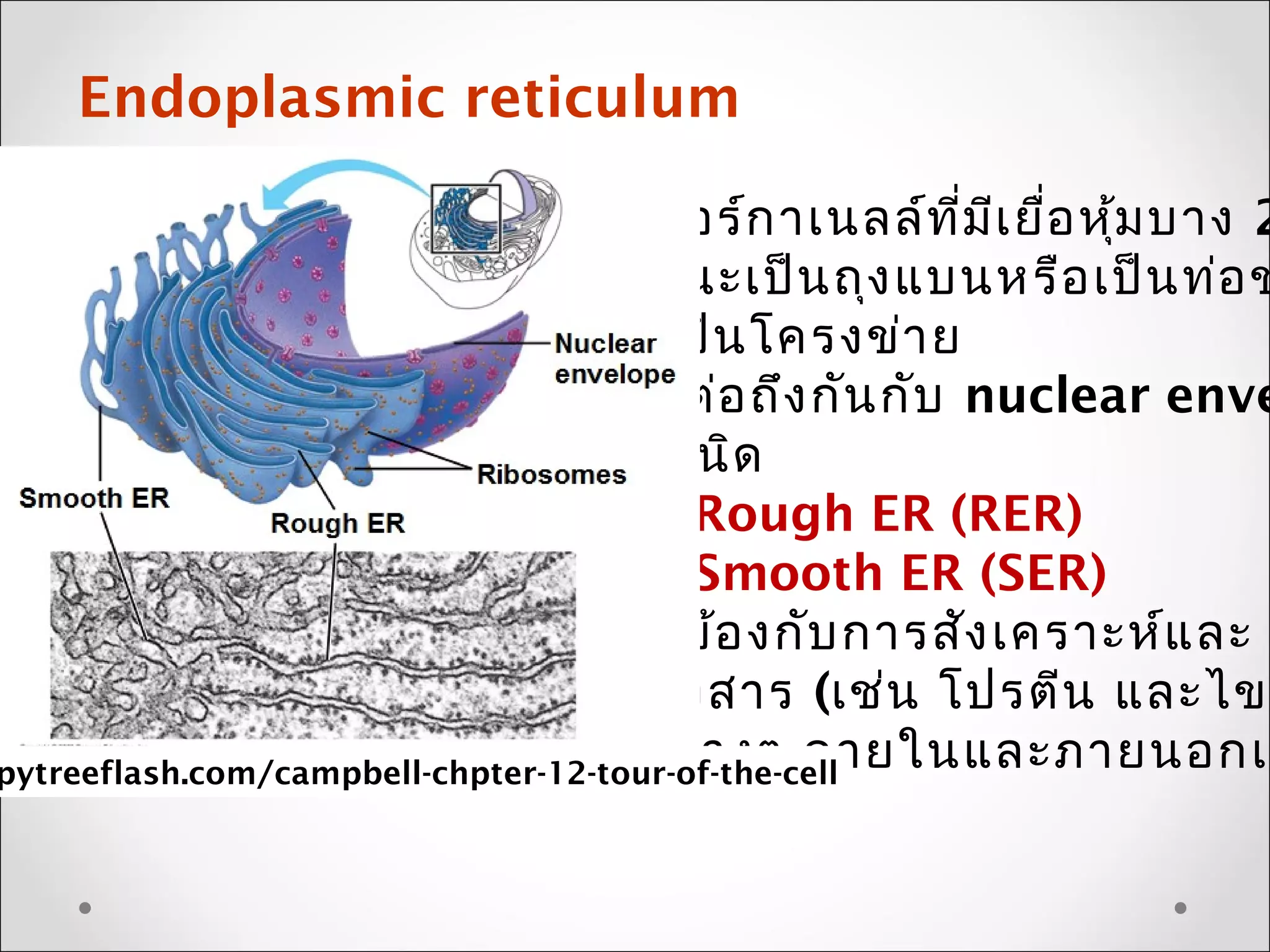 Endoplasmic reticulum
: เป็นออร์กาเนลล์ที่มีเยื่อหุ้มบาง 2
มีลักษณะเป็นถุงแบนหรือเป็นท่อข
ไปมาเป็นโครงข่าย
: เชื่อมต่อถึงกันกับ nuclear enve
: มีทั้งชนิด
Rough ER (RER)
Smooth ER (SER)
: เกี่ยวข้องกับการสังเคราะห์และ
ลำาเลียงสาร (เช่น โปรตีน และไขม
ไปสู่ที่ต่างๆ ภายในและภายนอกเซpytreeflash.com/campbell-chpter-12-tour-of-the-cell
 