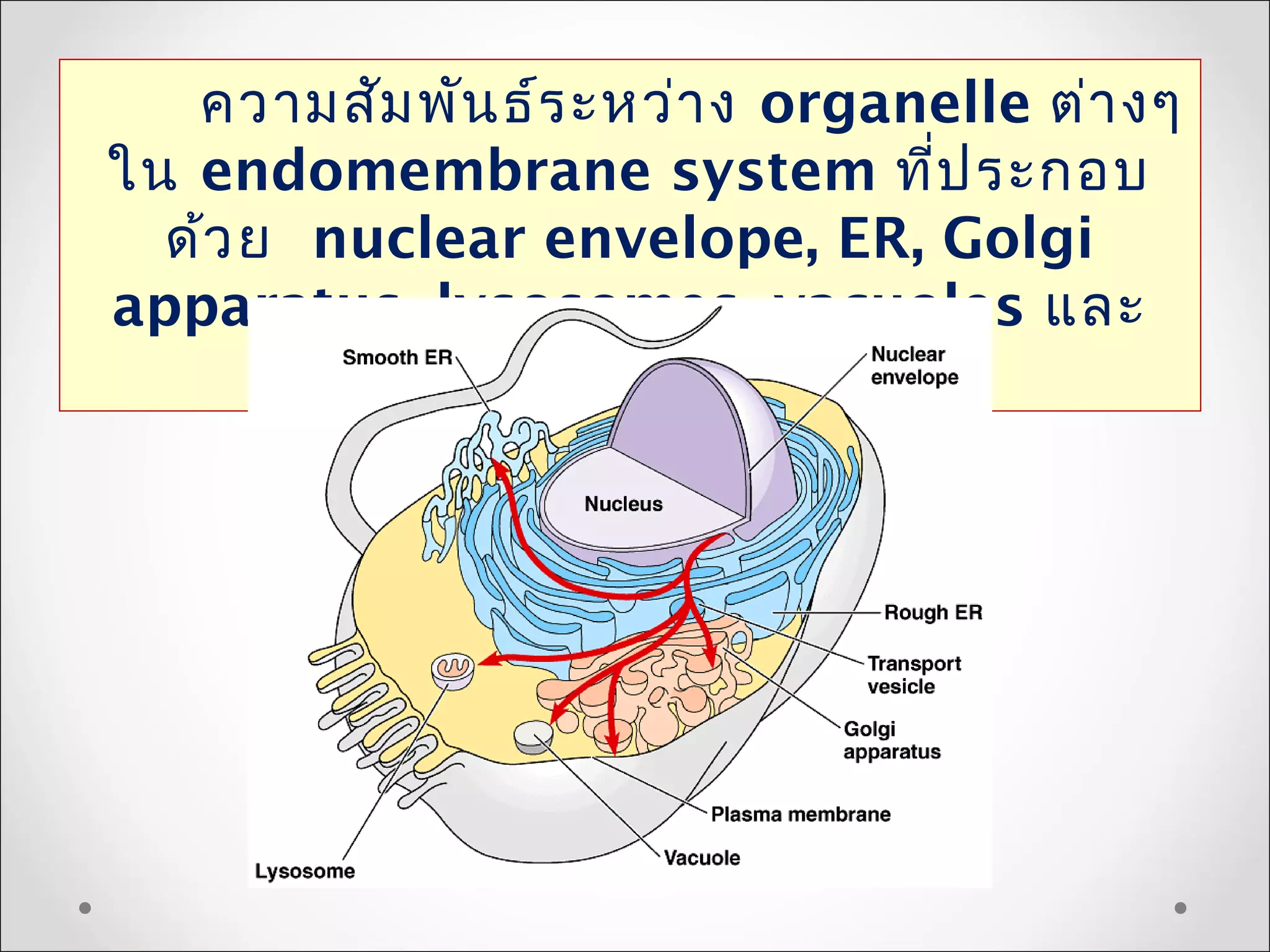 ความสัมพันธ์ระหว่าง organelle ต่างๆ
ใน endomembrane system ที่ประกอบ
ด้วย nuclear envelope, ER, Golgi
apparatus, lysosomes, vacuoles และ
plasma membrane
 