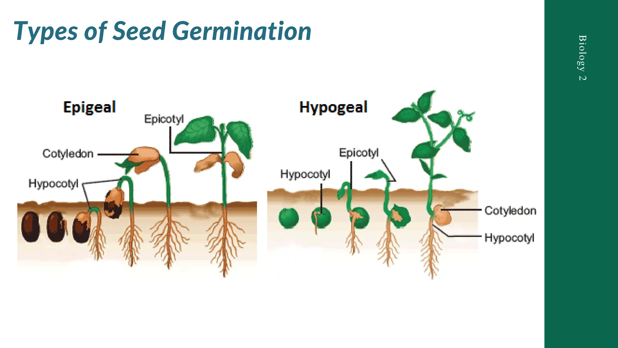 General Biology Lesson 10 Compare and Contrast Process in Plants and ...