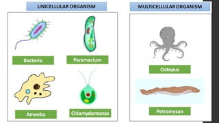 GENERAL BIOLOGY 1 Powerpoint Presentation | PPTX