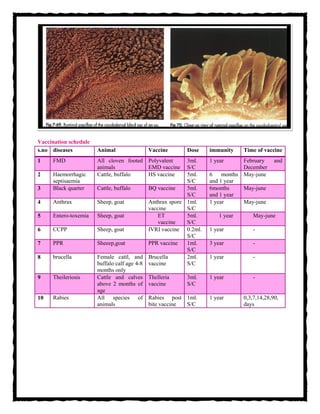 Vaccination schedule
s.no diseases Animal Vaccine Dose immunity Time of vaccine
1 FMD All cloven footed
animals
Polyvalent
EMD vaccine
3ml.
S/C
1 year February and
December
2 Haemorrhagic
septisaemia
Cattle, buffalo HS vaccine 5ml.
S/C
6 months
and 1 year
May-june
3 Black quarter Cattle, buffalo BQ vaccine 5ml.
S/C
6months
and 1 year
May-june
4 Anthrax Sheep, goat Anthrax spore
vaccine
1ml.
S/C
1 year May-june
5 Entero-toxemia Sheep, goat ET
vaccine
5ml.
S/C
1 year May-june
6 CCPP Sheep, goat IVRI vaccine 0.2ml.
S/C
1 year -
7 PPR Sheeep,goat PPR vaccine 1ml.
S/C
3 year -
8 brucella Female cattl, and
buffalo calf age 4-8
months only
Brucella
vaccine
2ml.
S/C
1 year -
9 Theileriosis Cattle and calves
above 2 months of
age
Thelleria
vaccine
3ml.
S/C
1 year -
10 Rabies All species of
animals
Rabies post
bite vaccine
1ml.
S/C
1 year 0,3,7,14,28,90,
days
 