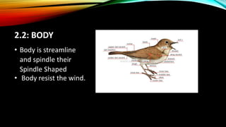General Characteristic of Birds | PPTX