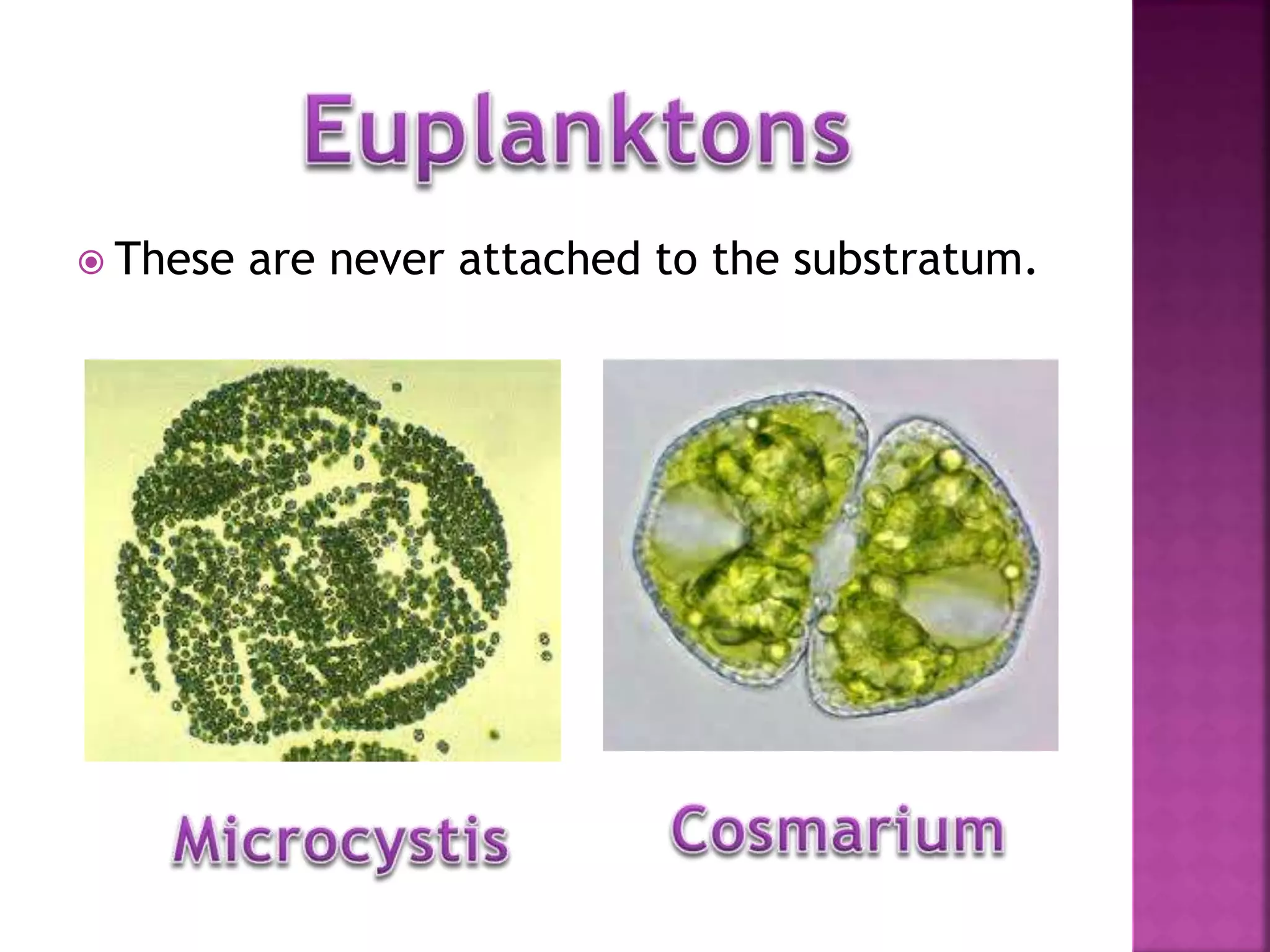  These are never attached to the substratum.
 