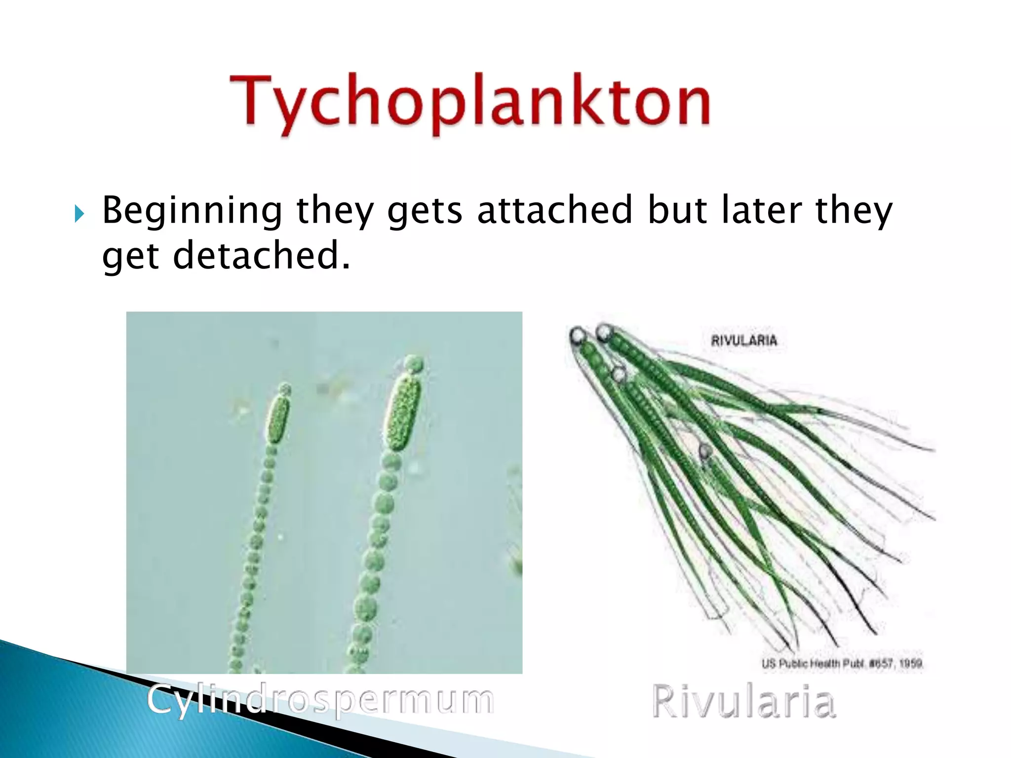  Beginning they gets attached but later they
get detached.
 