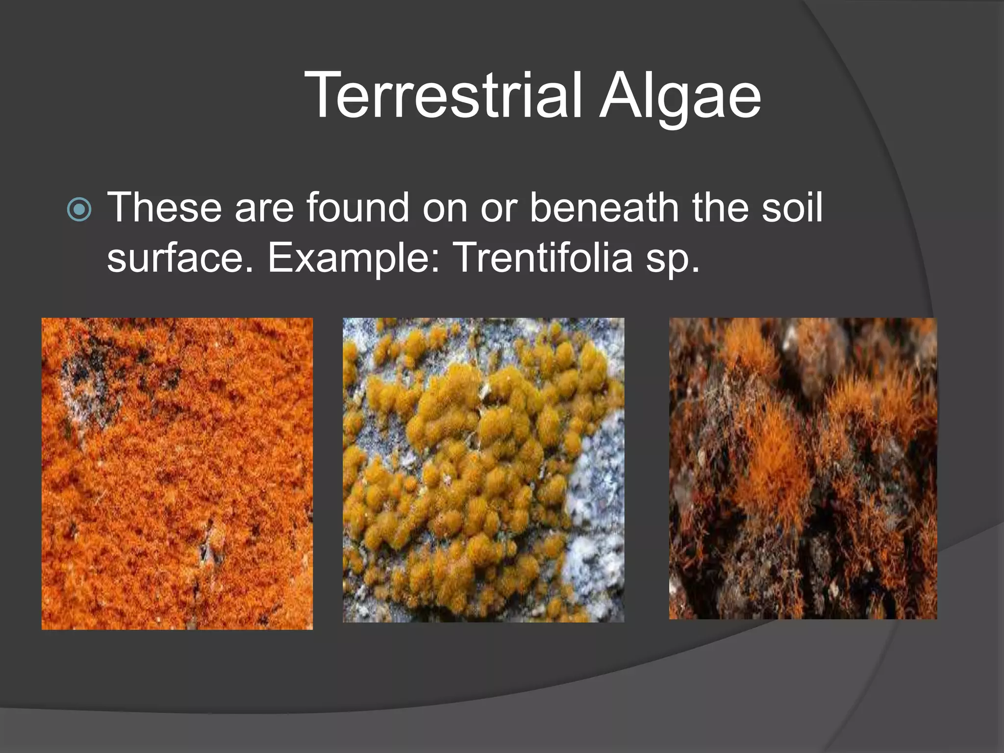 Terrestrial Algae
 These are found on or beneath the soil
surface. Example: Trentifolia sp.
 